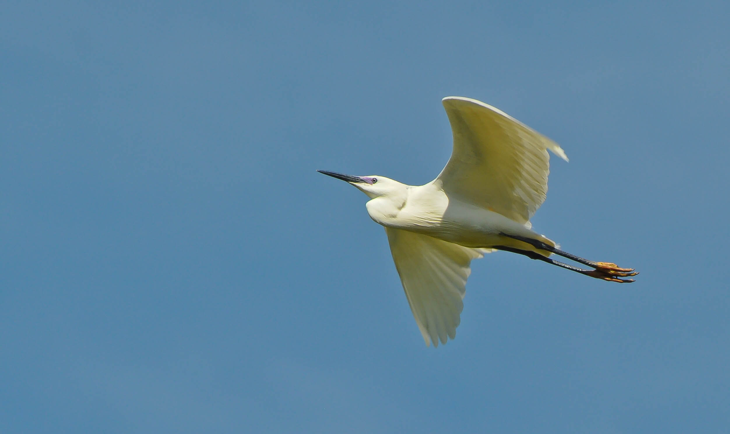 Flight of the Egret