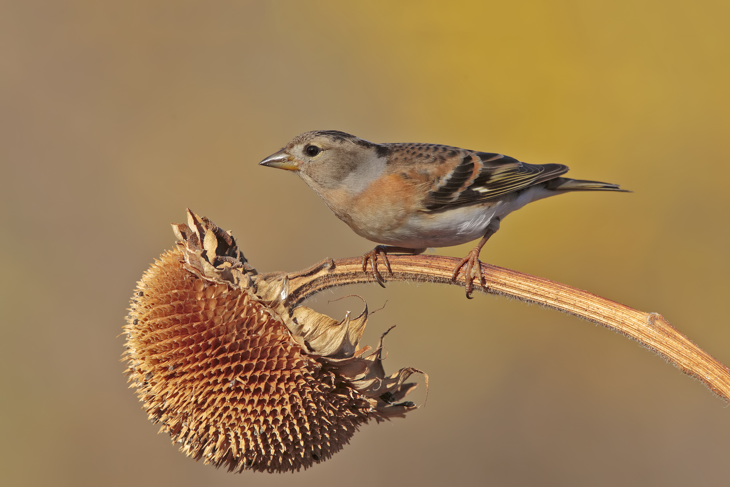 Brambling