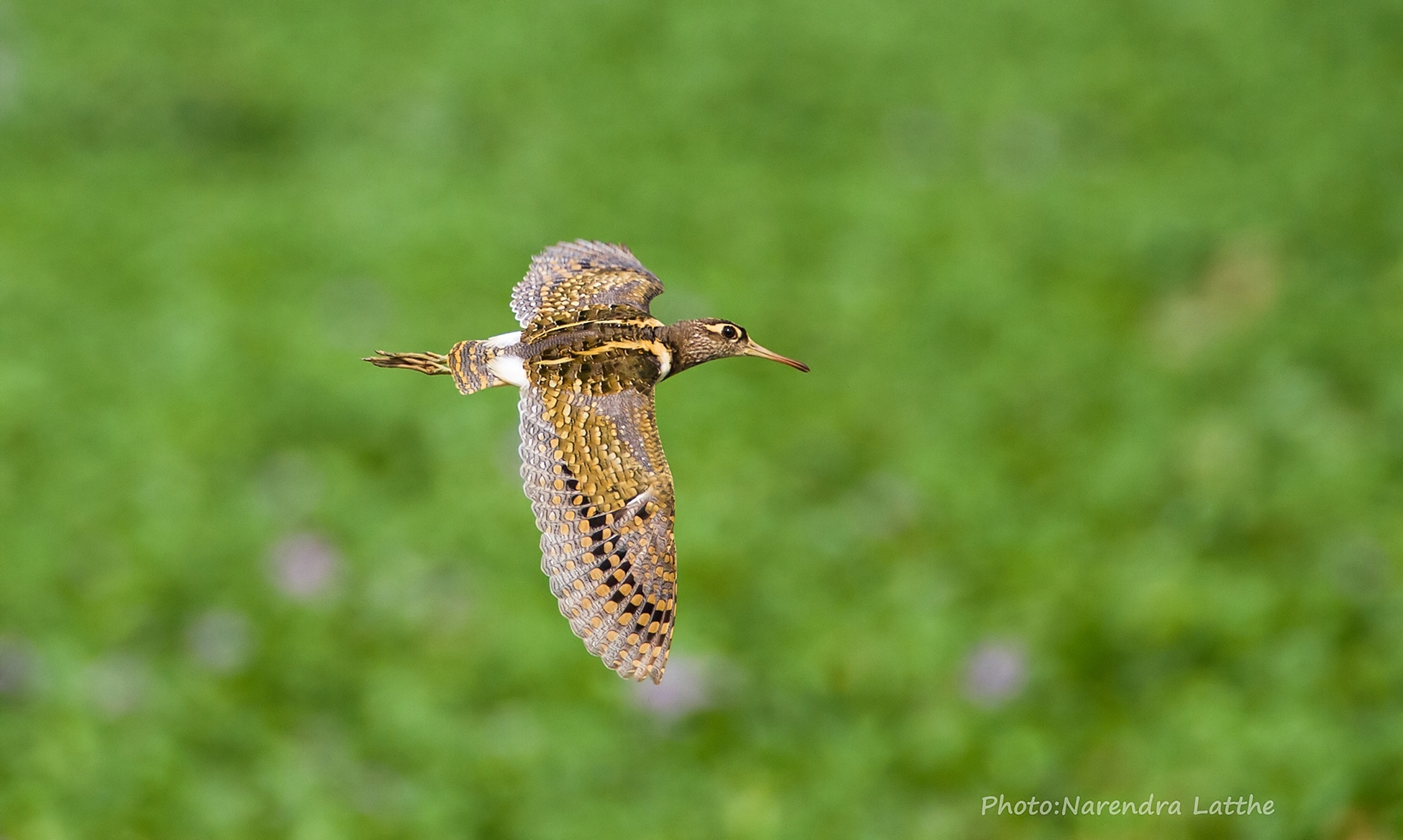 Greater Painted Snipe Flight