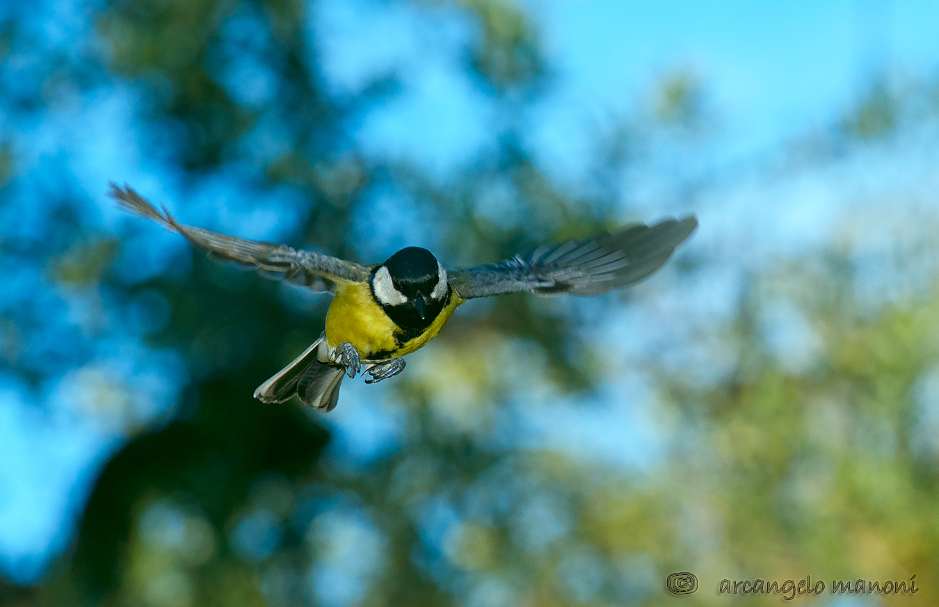 Volo di cinciallegra