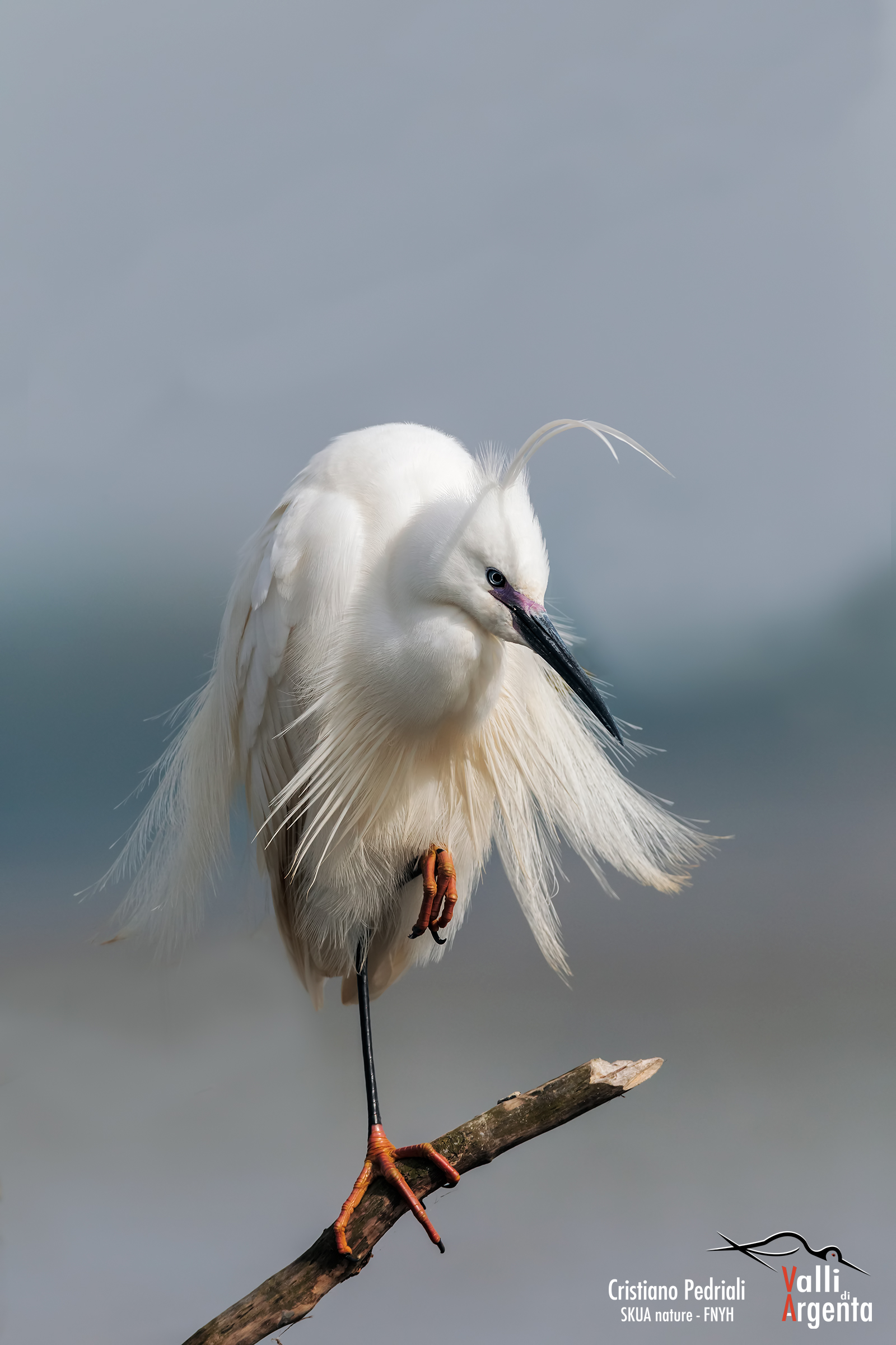 Egret in breeding dress ..