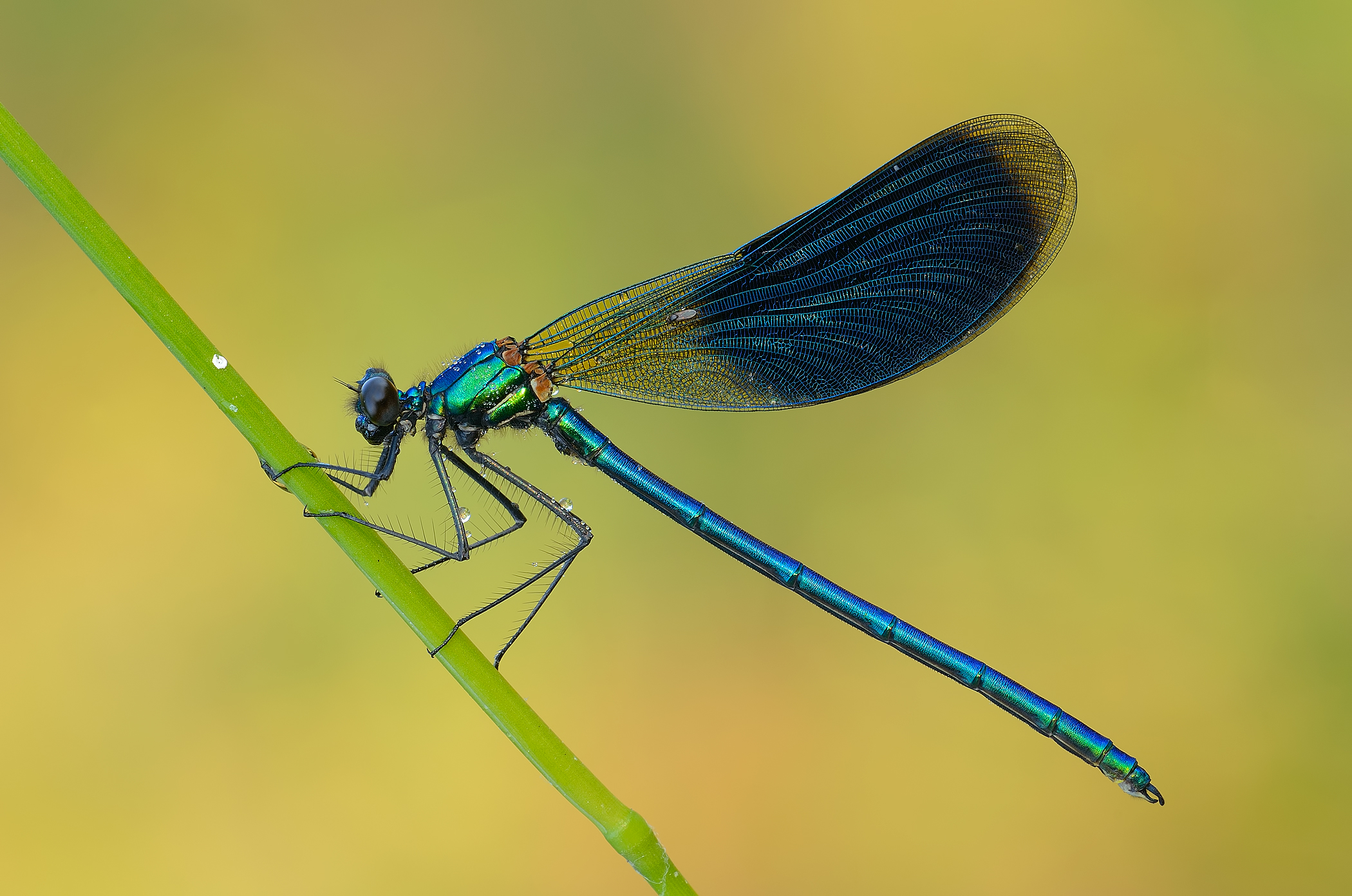 Calopteryx con ospite...