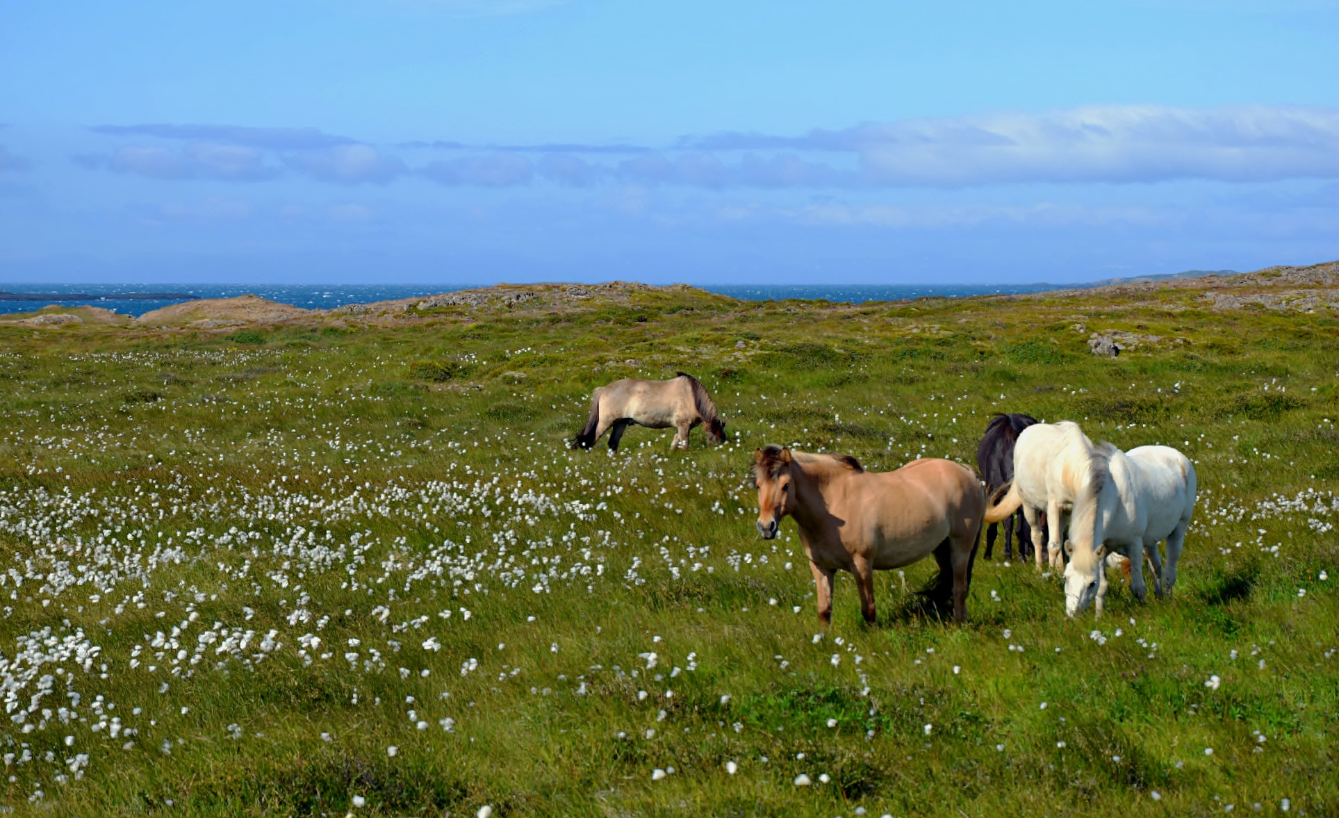 Pascolando vista mare