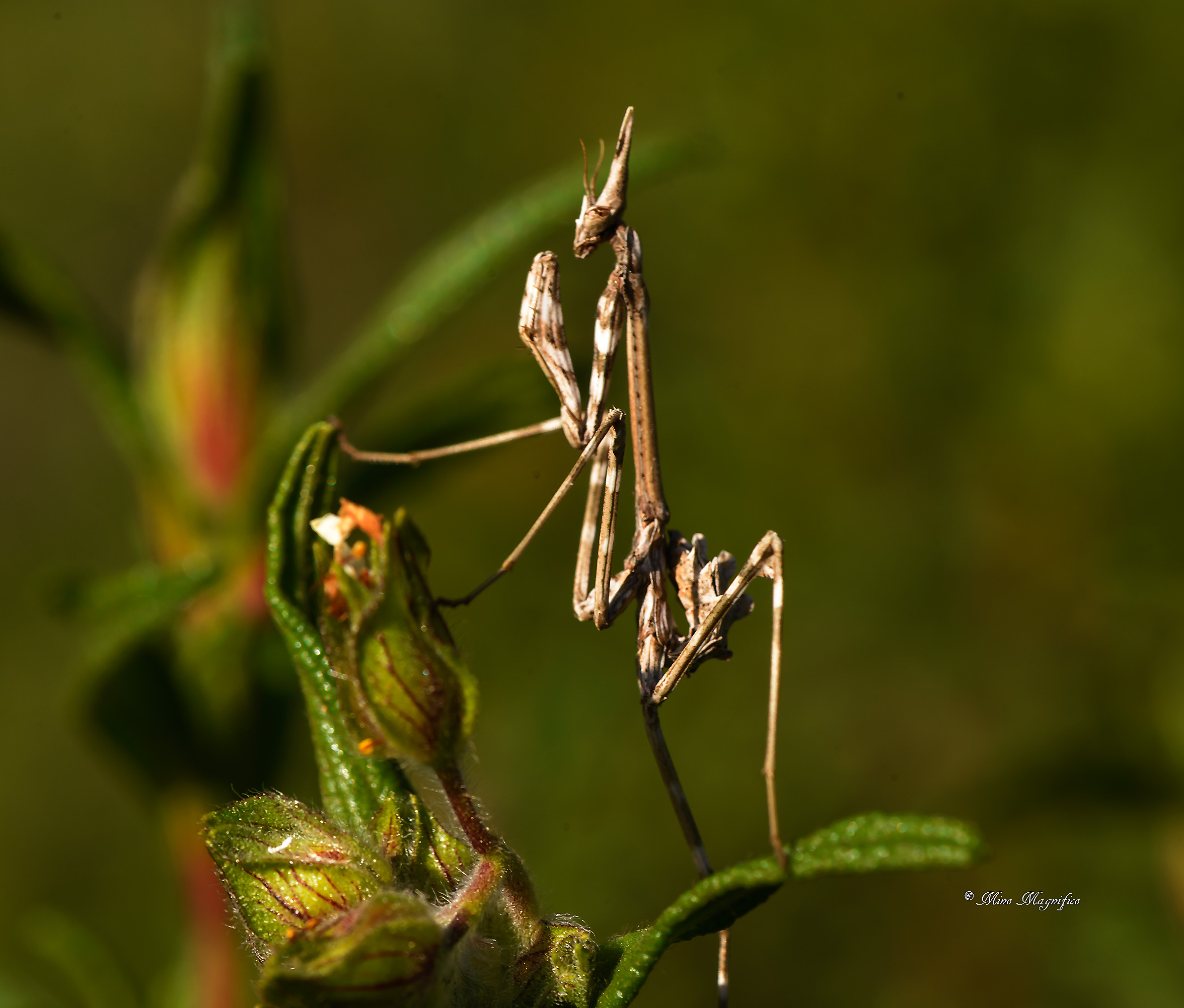 Mantis (Enpusa Pennata)