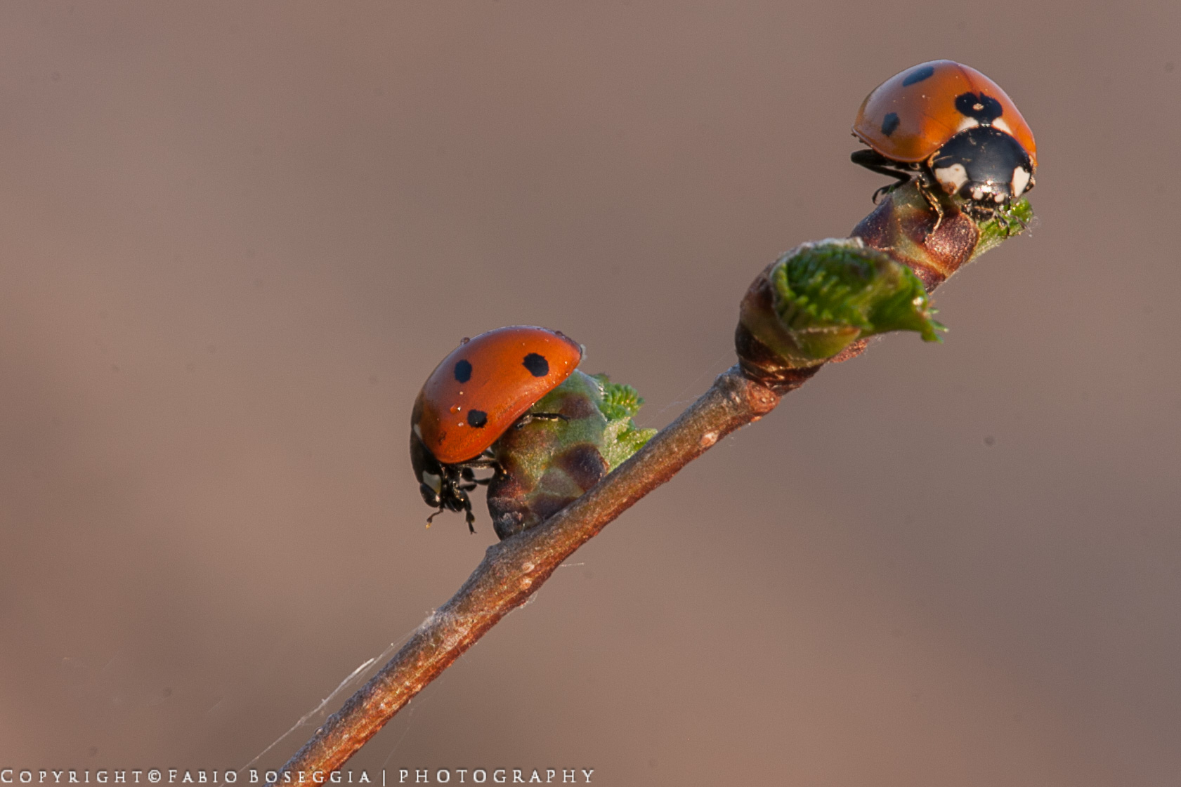 Coccinella 7 - punctata