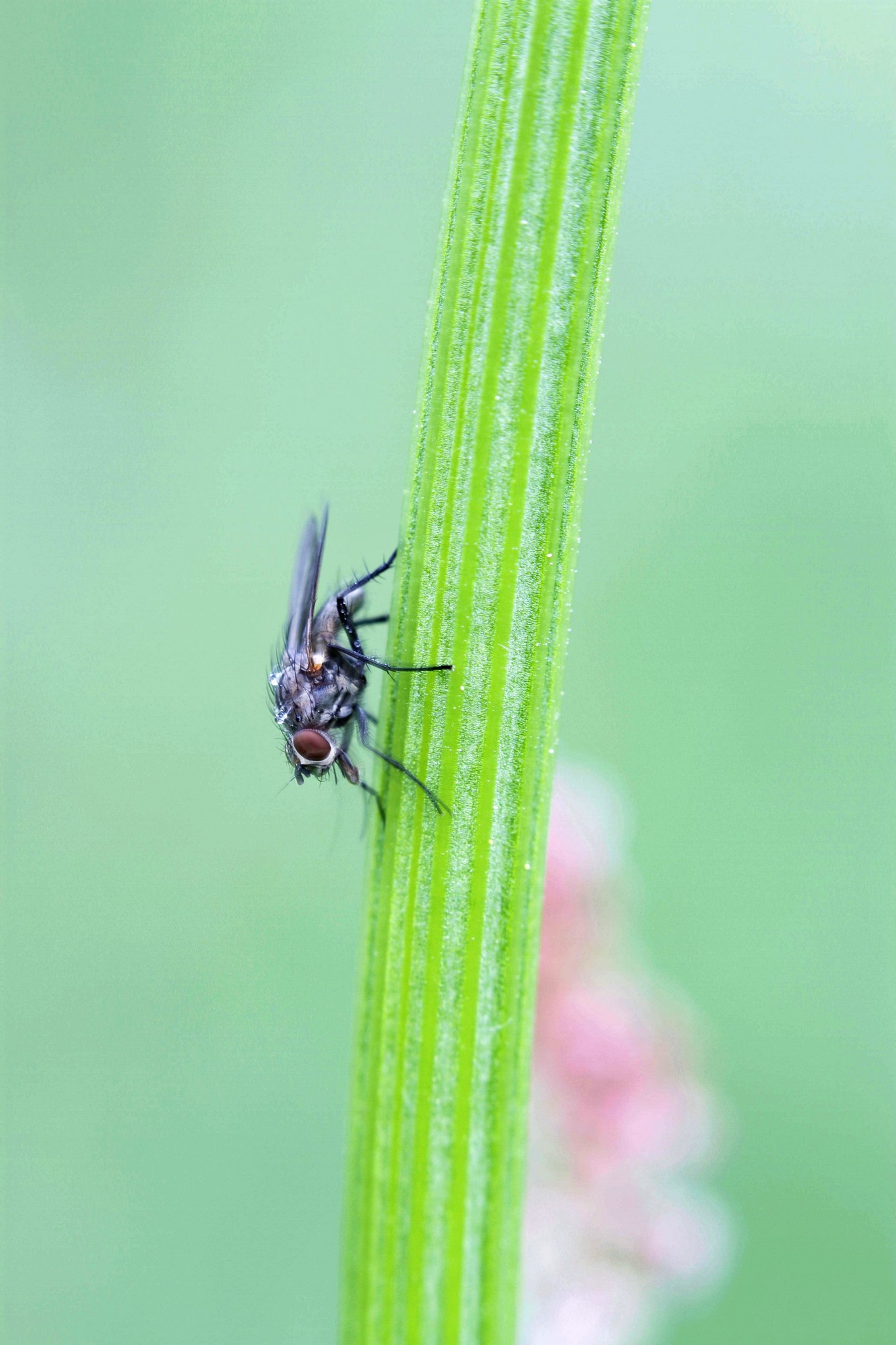 mosca domestica
