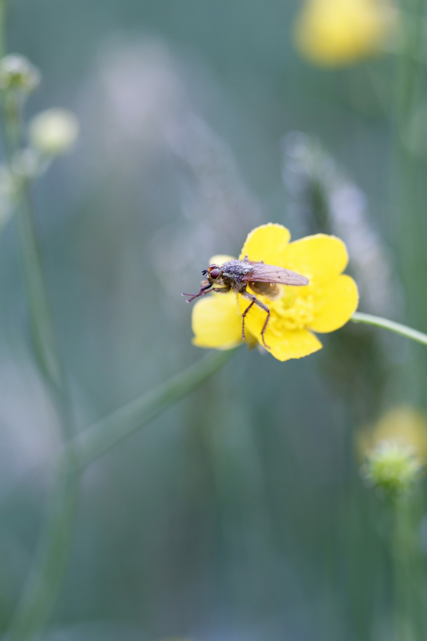 muscide su ranuncolo