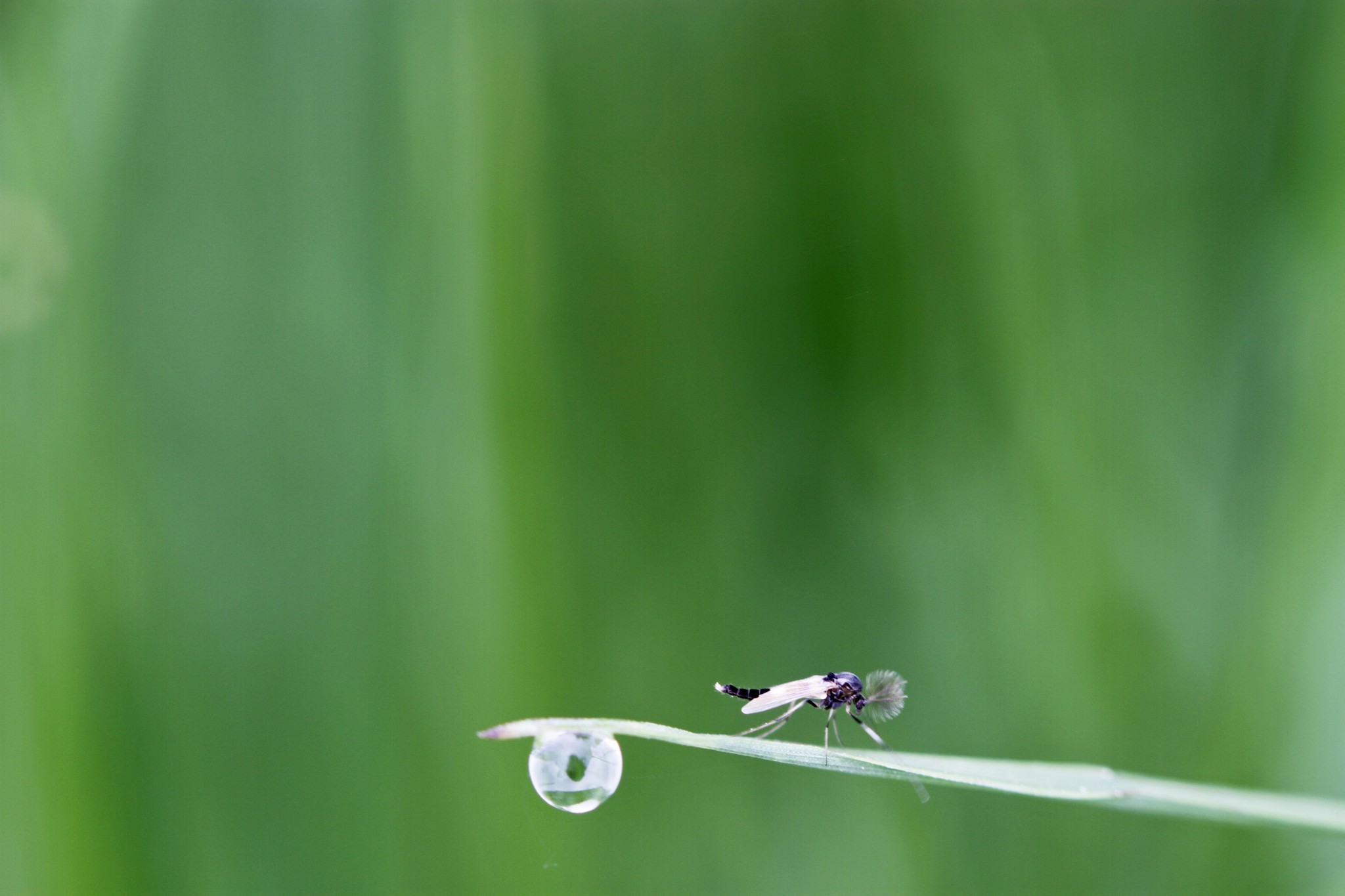 chironomide su stelo