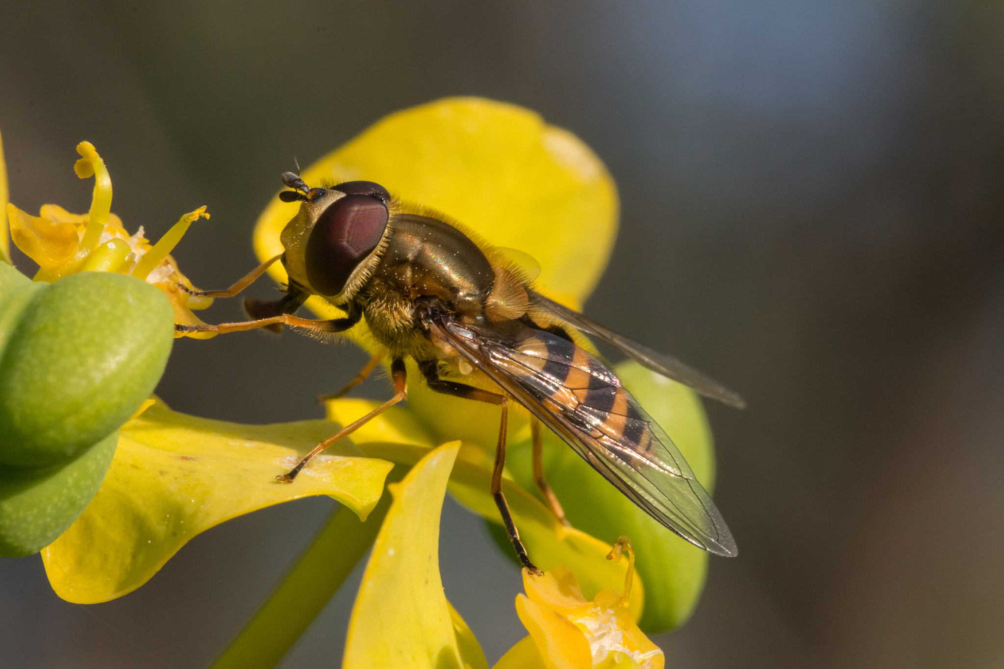 Mosca-vespa (Syrphus ribesii)