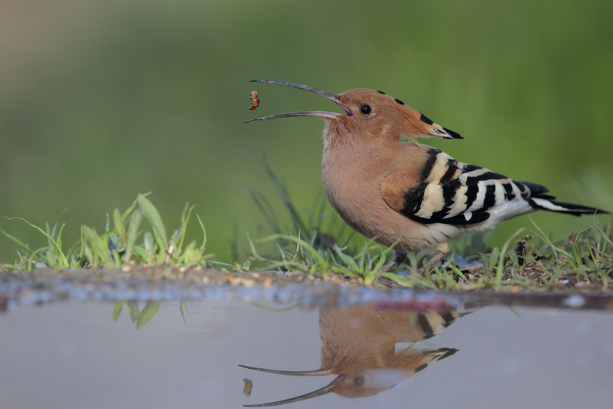 Hoopoe in the mirror