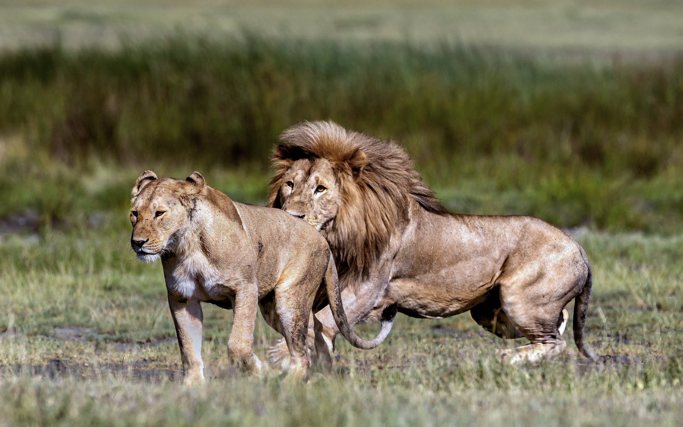 Tanzania 2016 - La coppia