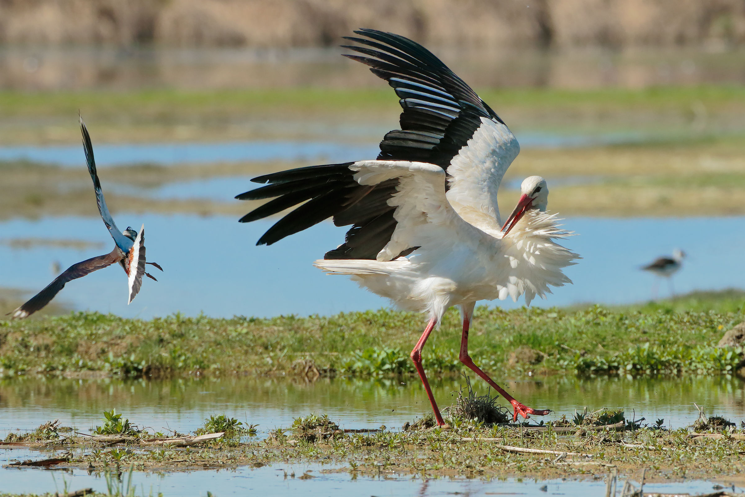Lapwing vs Stork
