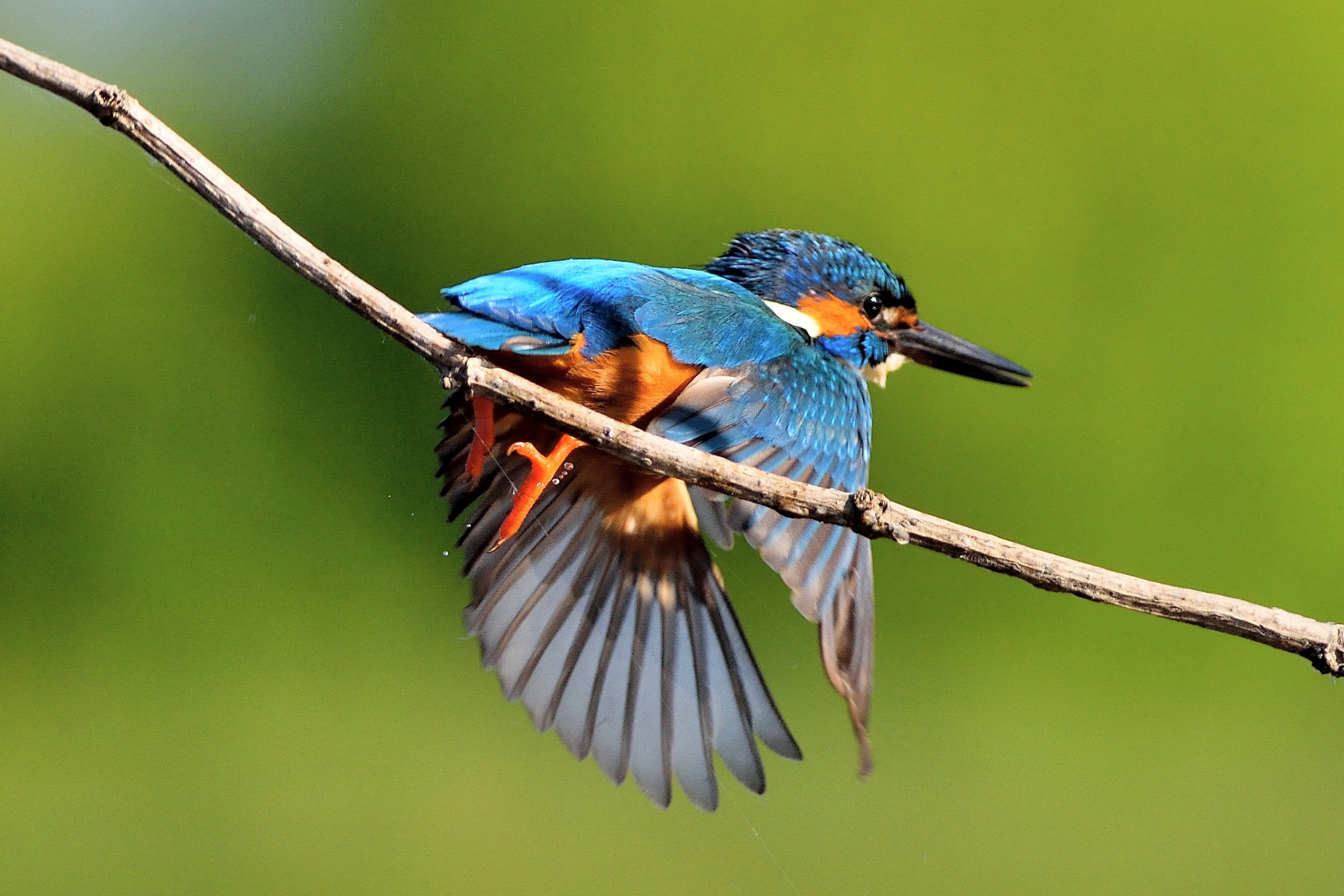 Martino on the ex ..