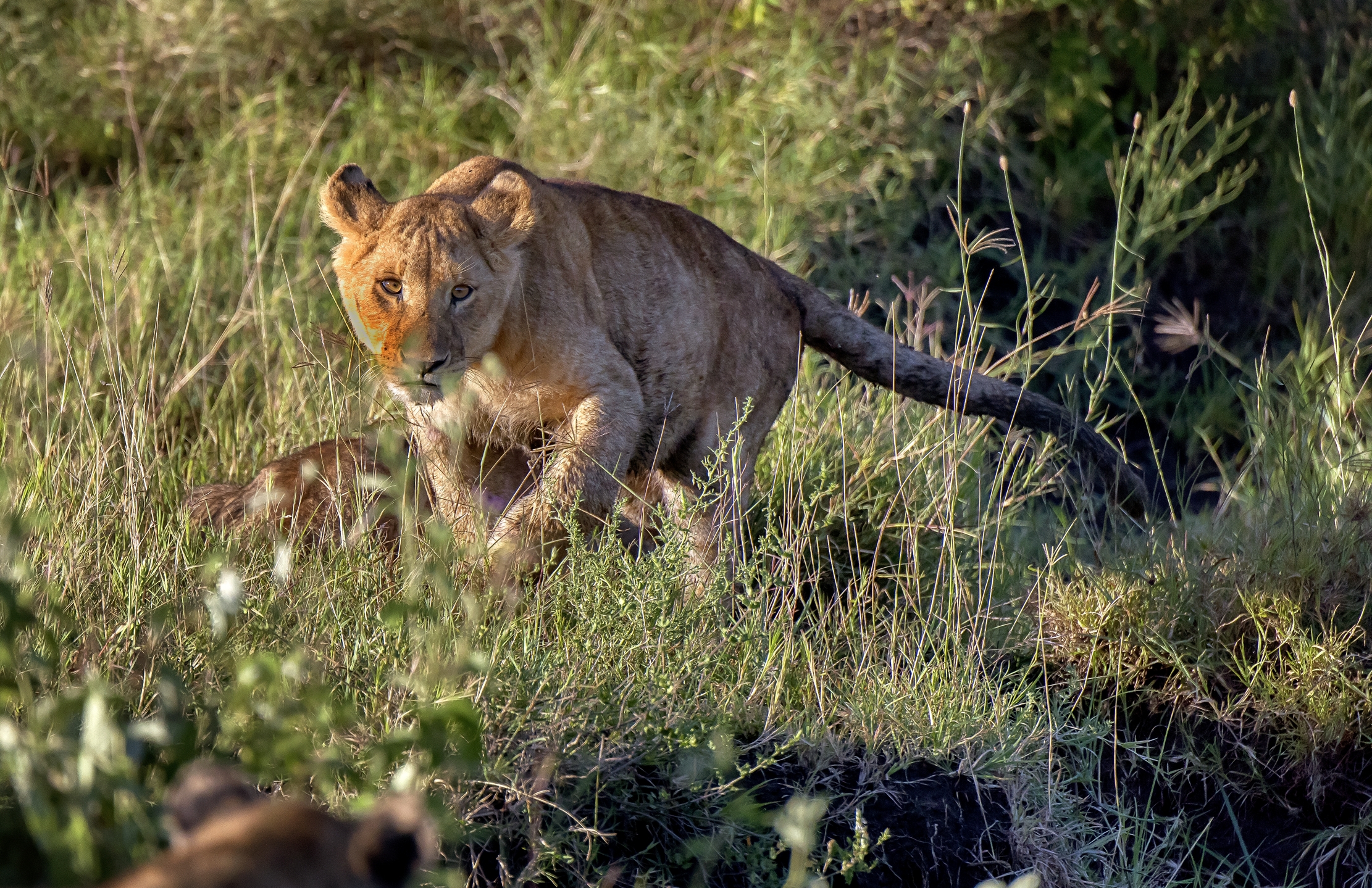 Tanzania 2016 - Cucciolo