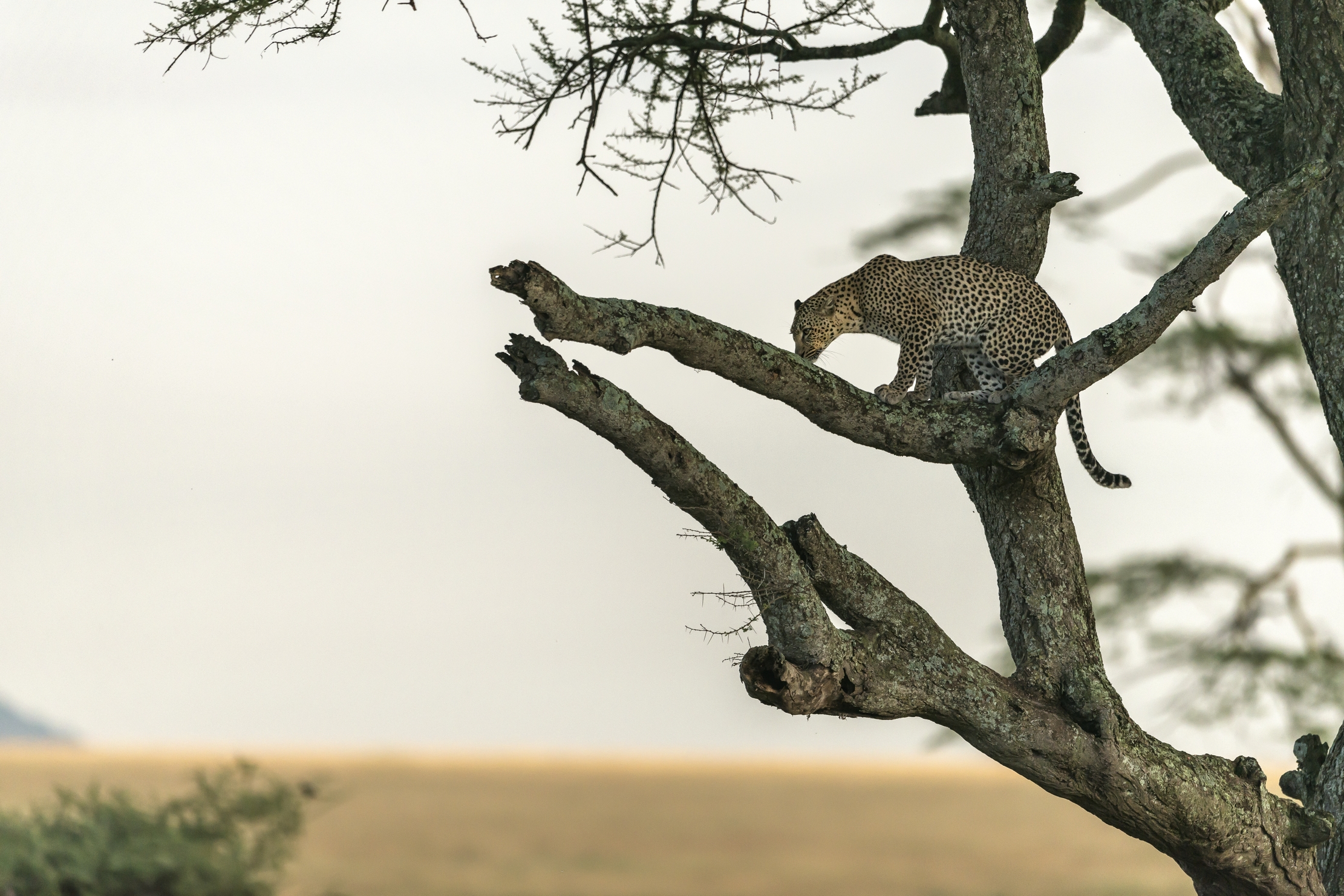 Tanzania 2016 - Sull'albero