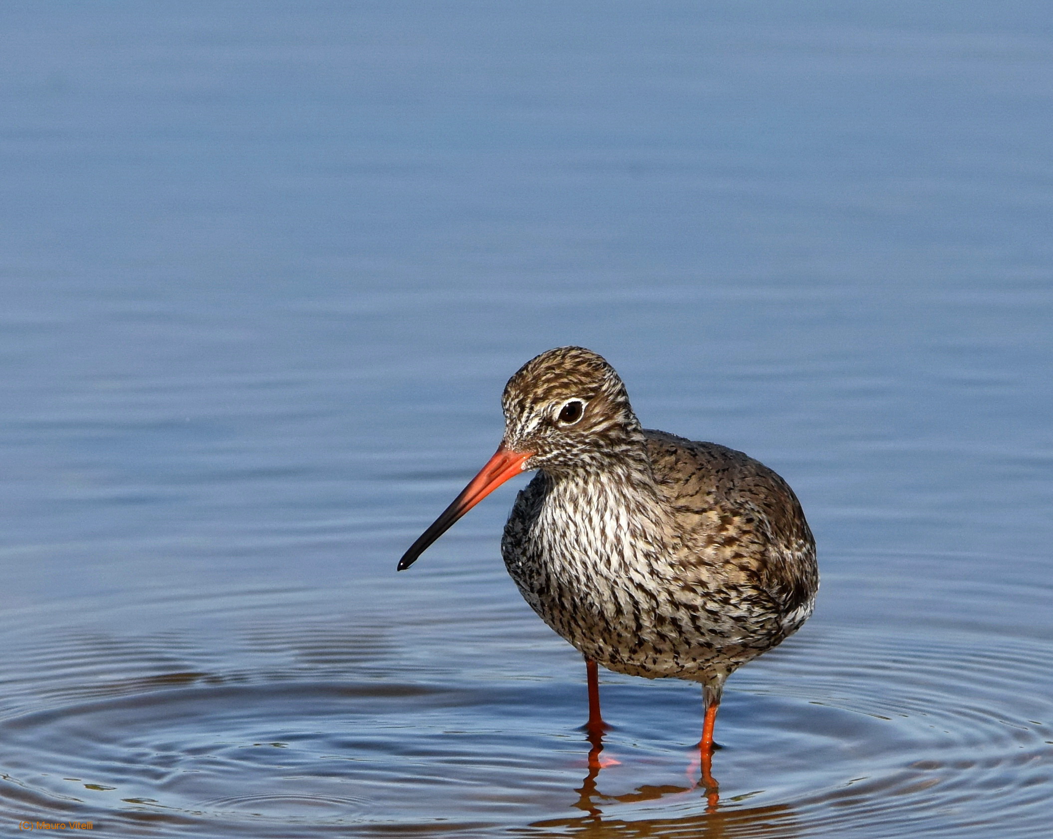 Redshank