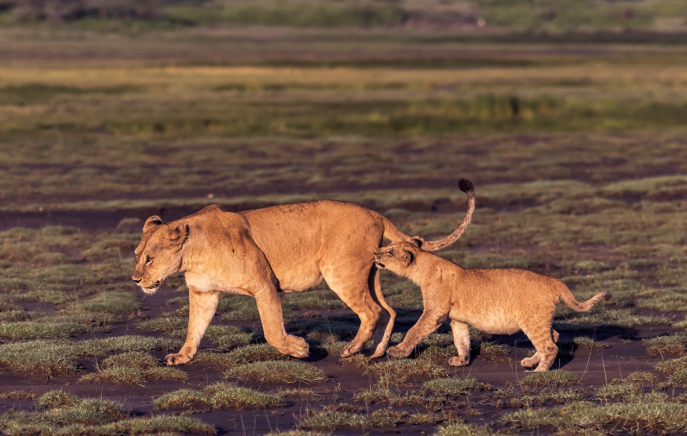 Tanzania 2016 - Morsi