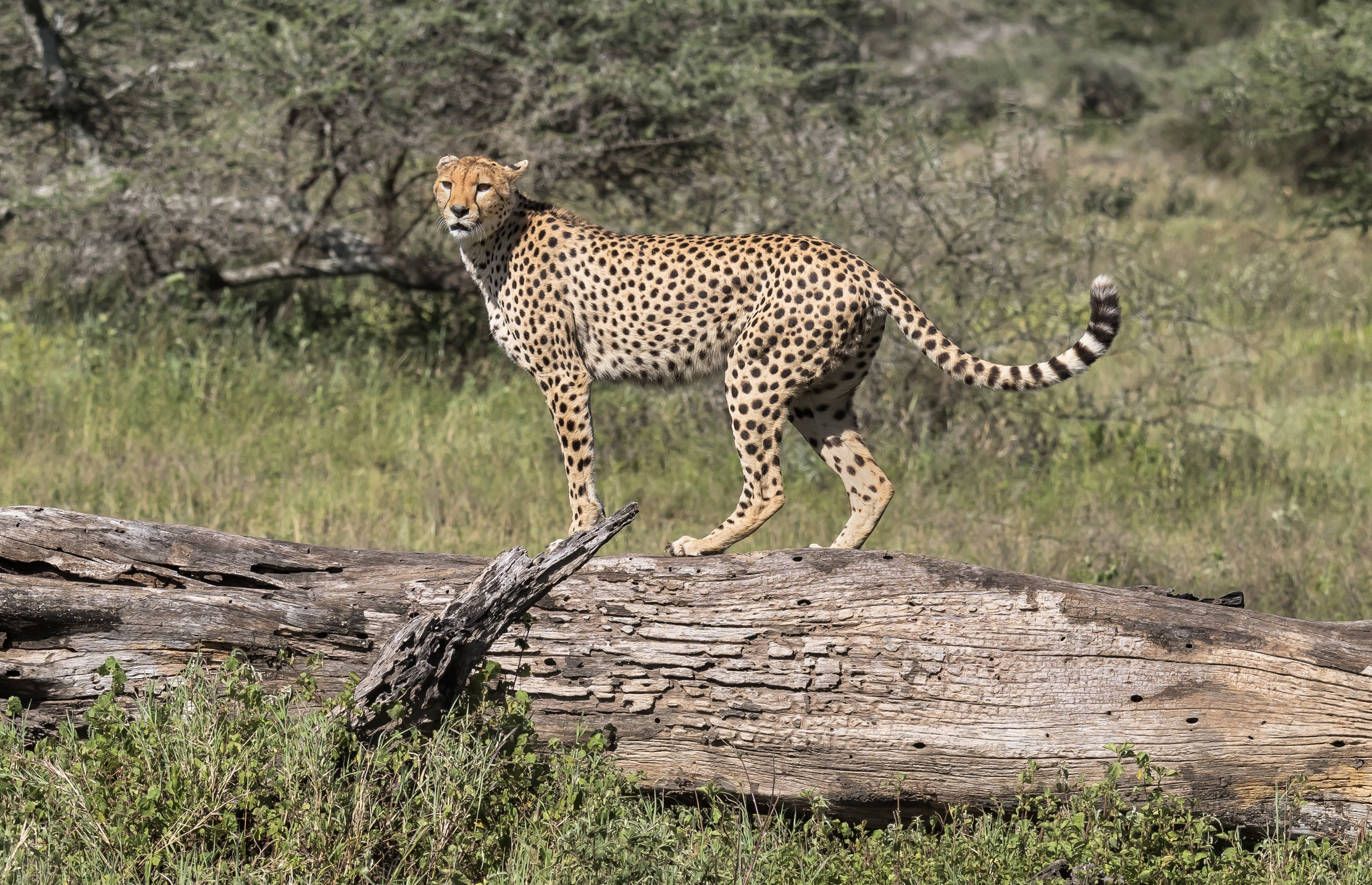 Tanzania 2016 - Sul tronco