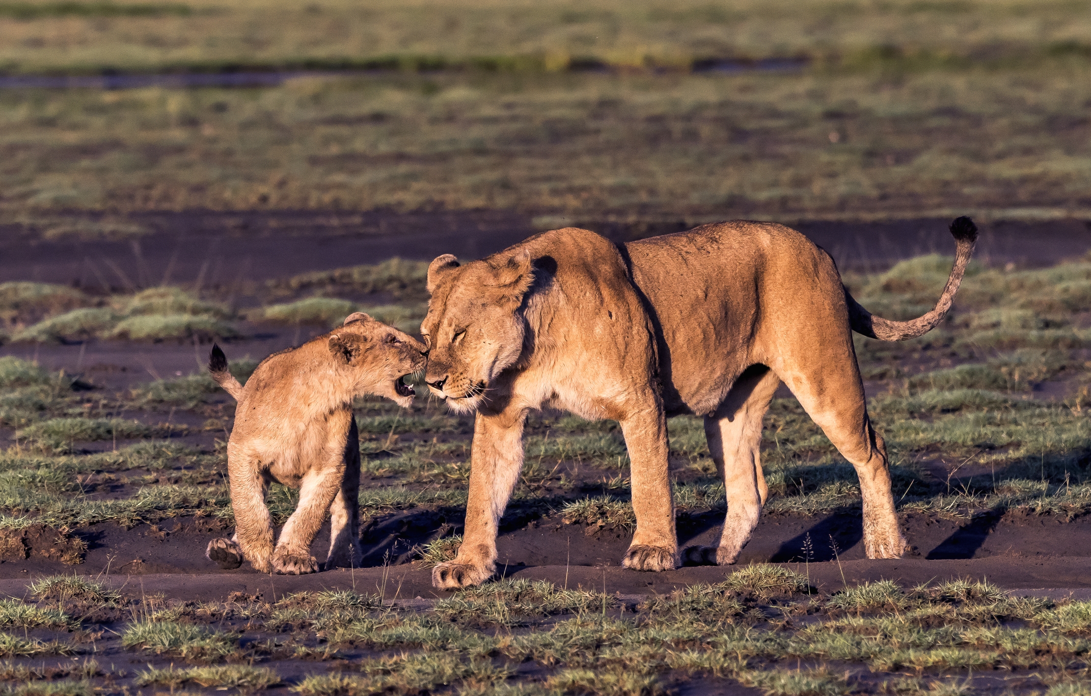 Tanzania 2016 - Contatti