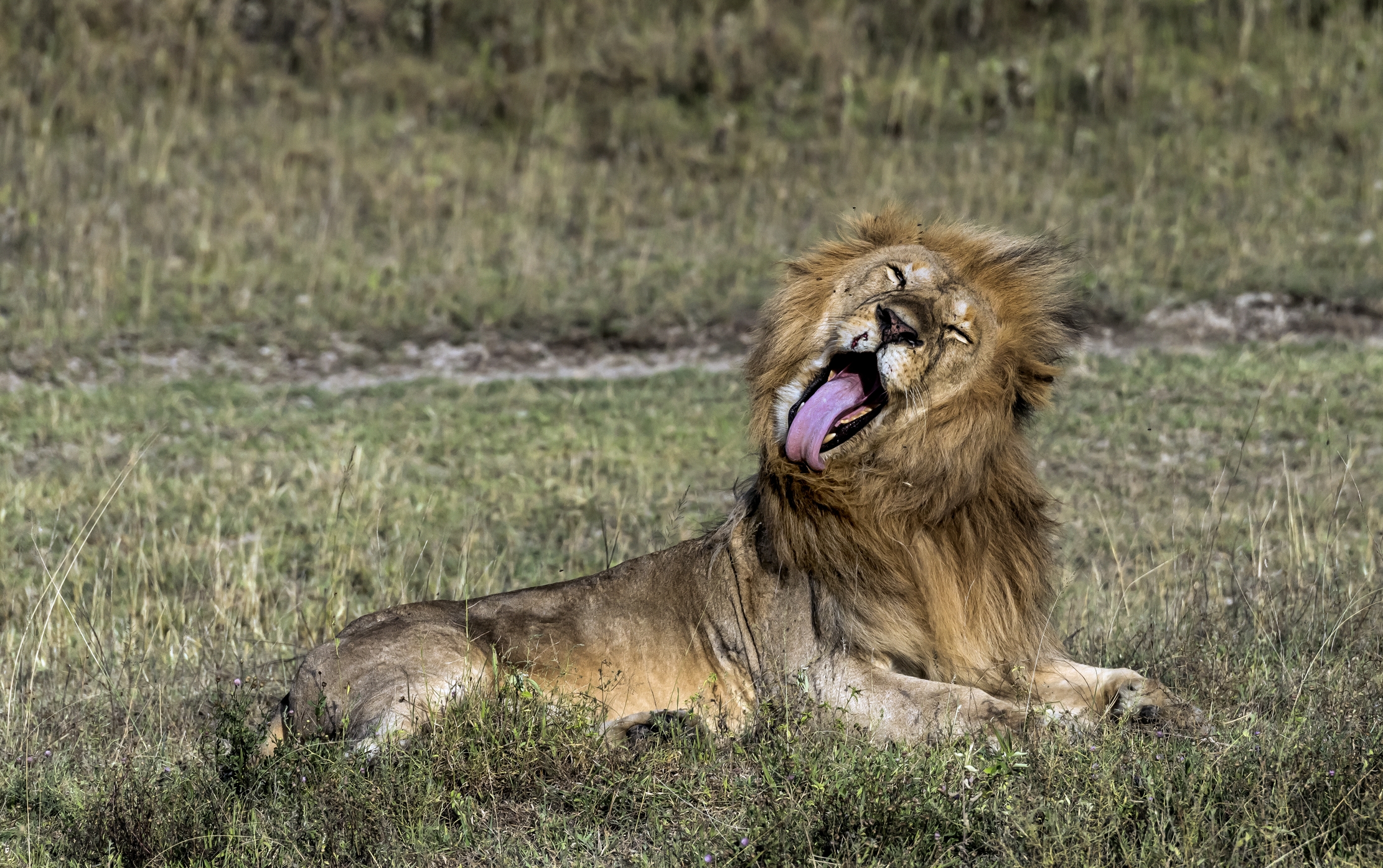 Tanzania 2016 - Linguone