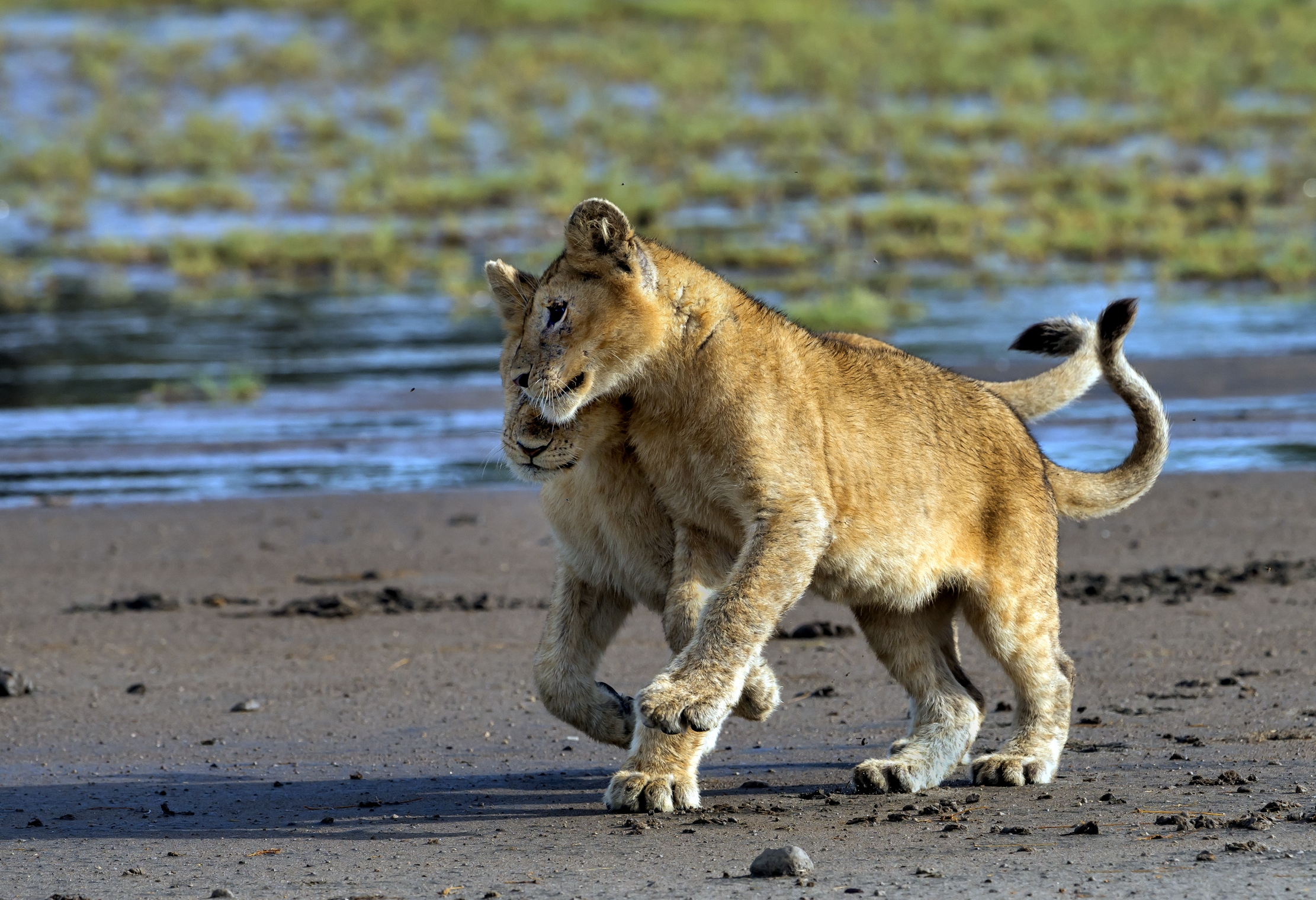 Tanzania 2016 - Fratellini