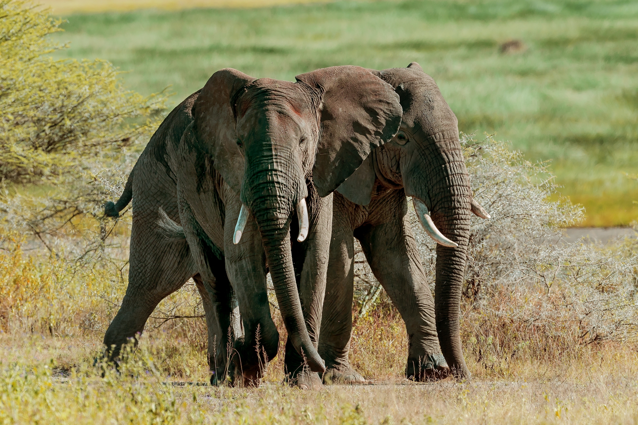 Tanzania 2016 - Elefanti