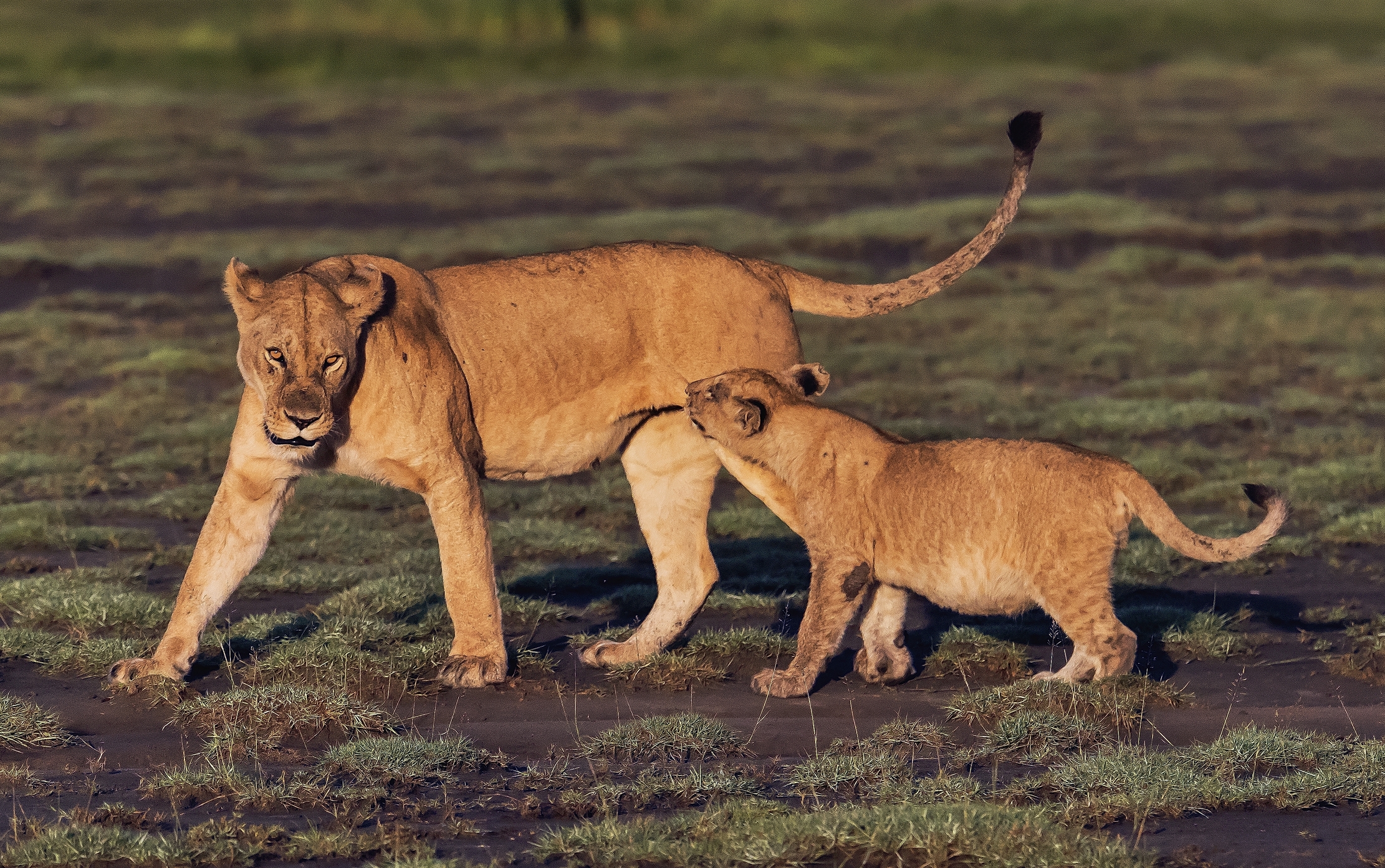 Tanzania 2016 - Giochi con la mamma