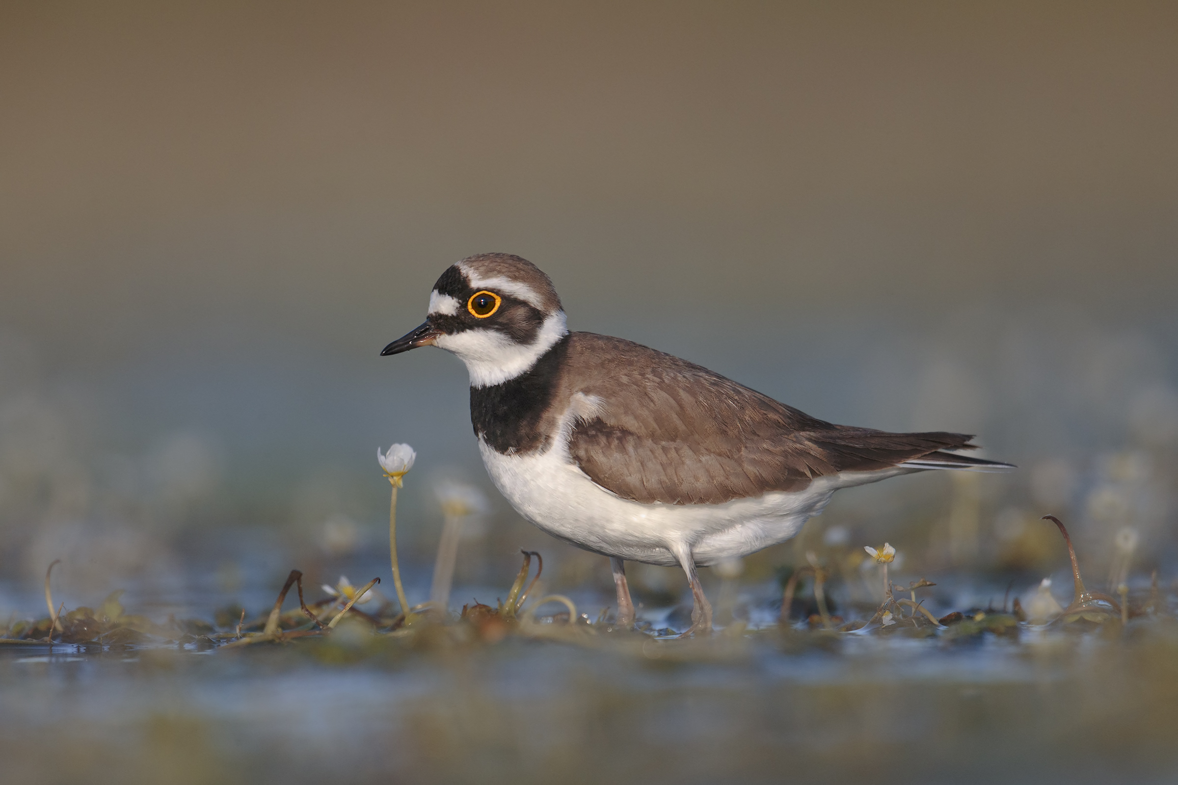 Small courier among the buttercups