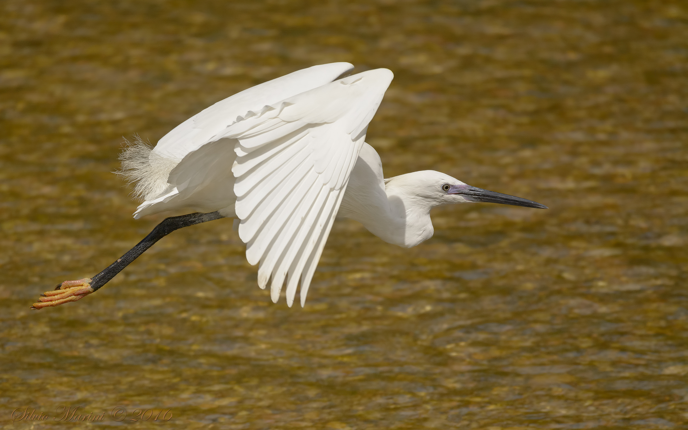 Garzetta (Egreta garzetta) volo
