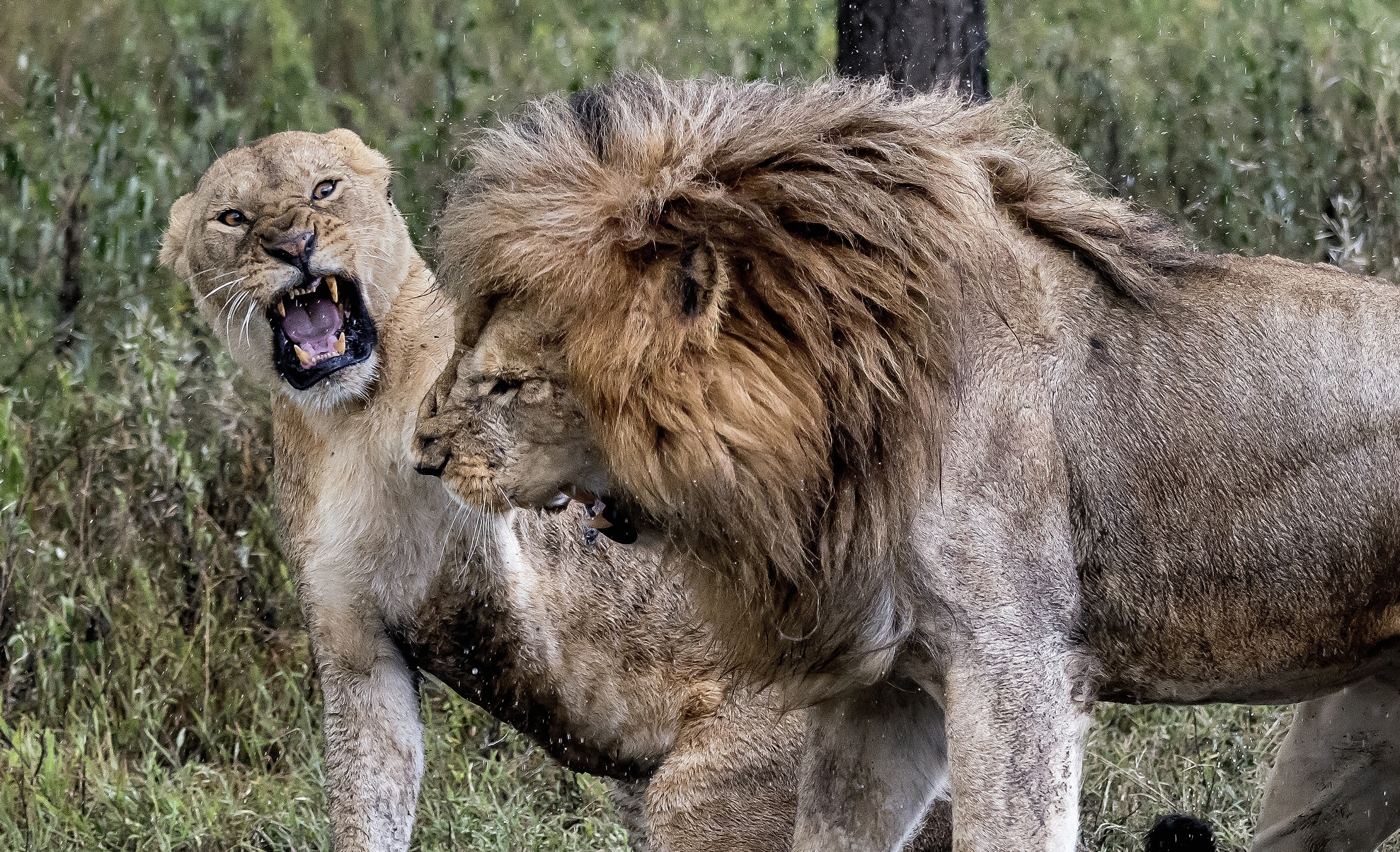 Tanzania 2016 - Litigi d'amore