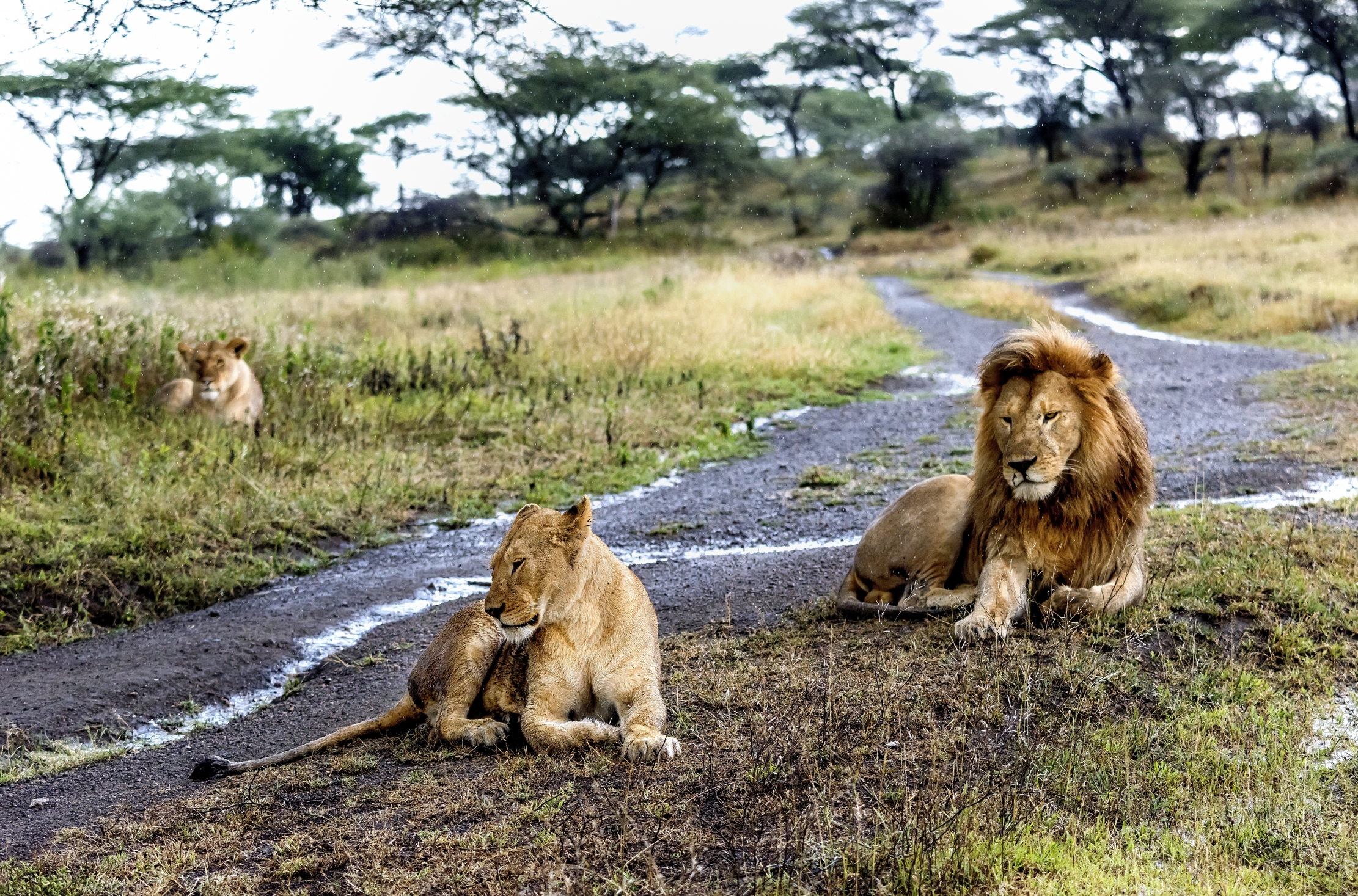Tanzania 2016 - Il triangolo
