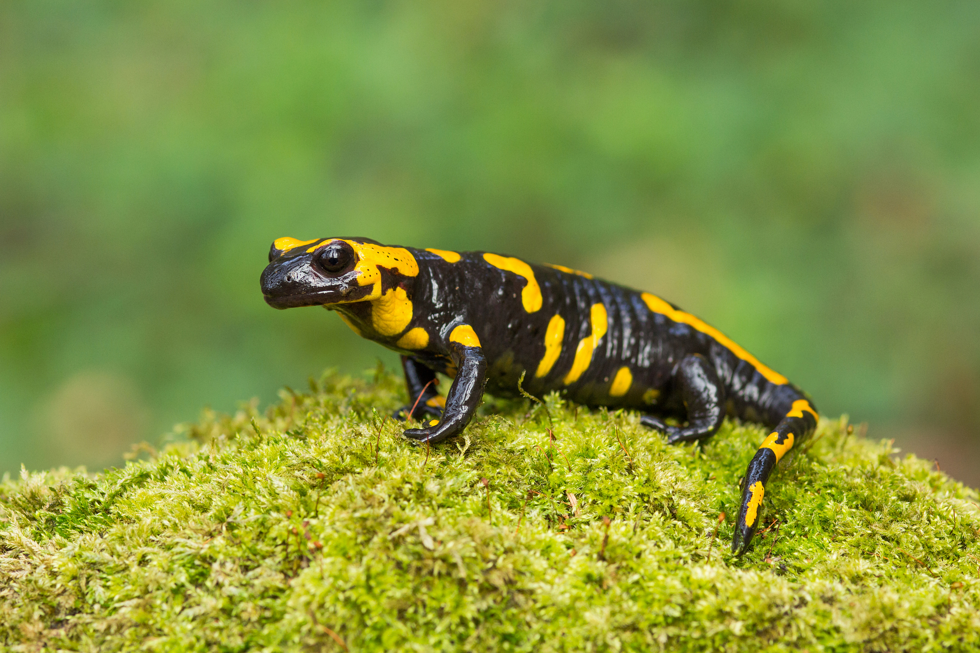 Salamandra salamandra