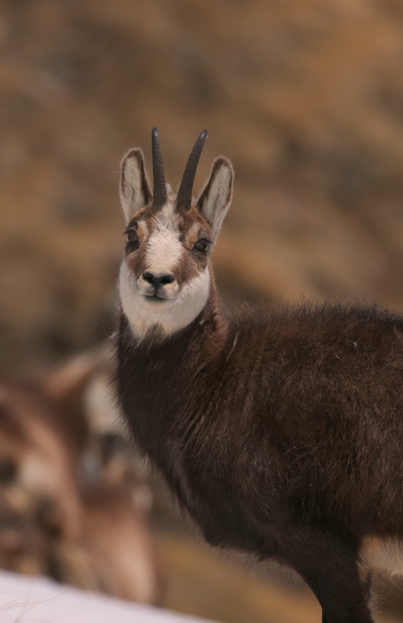 chamois