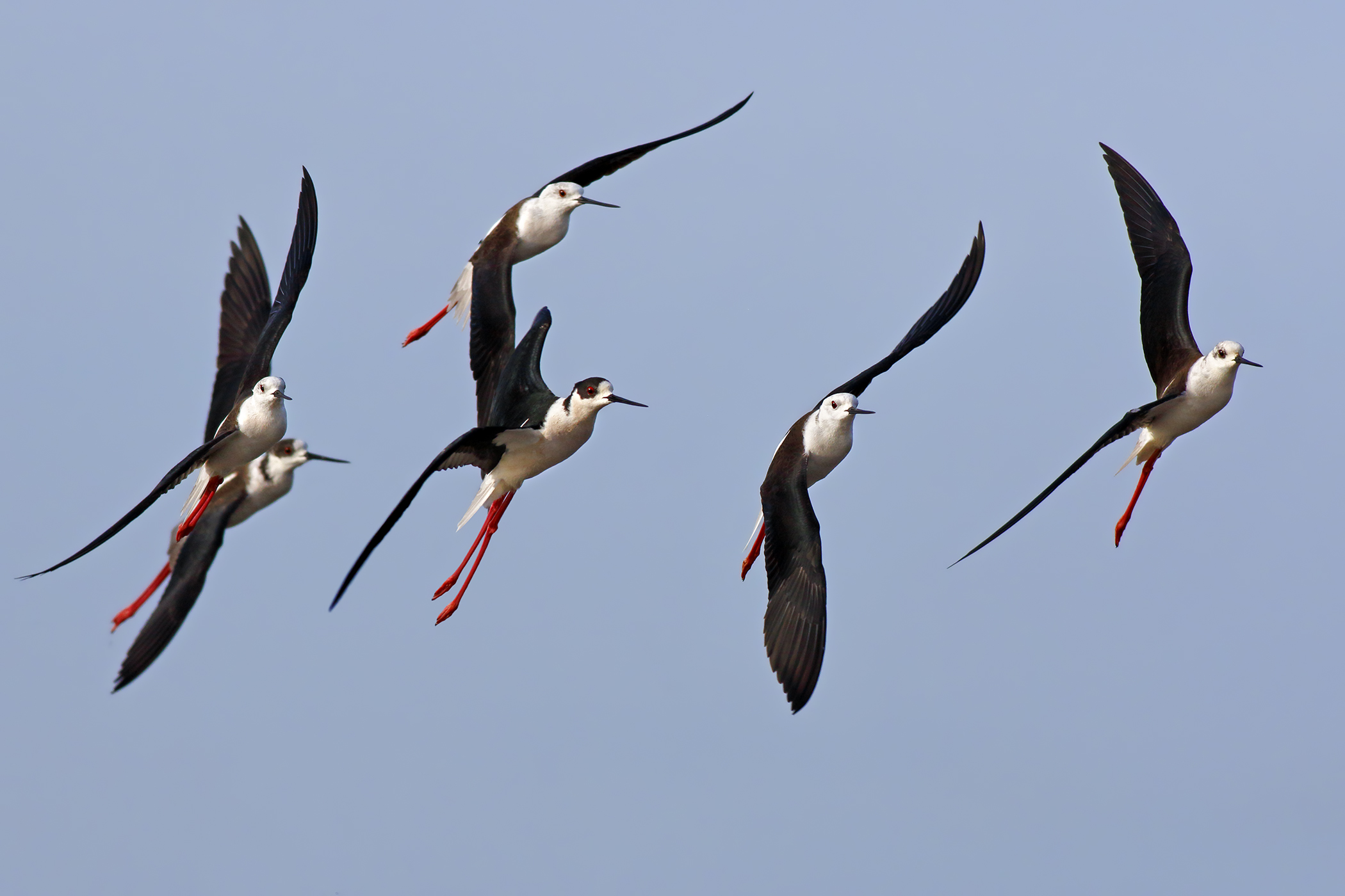 Knights of Italy in flight
