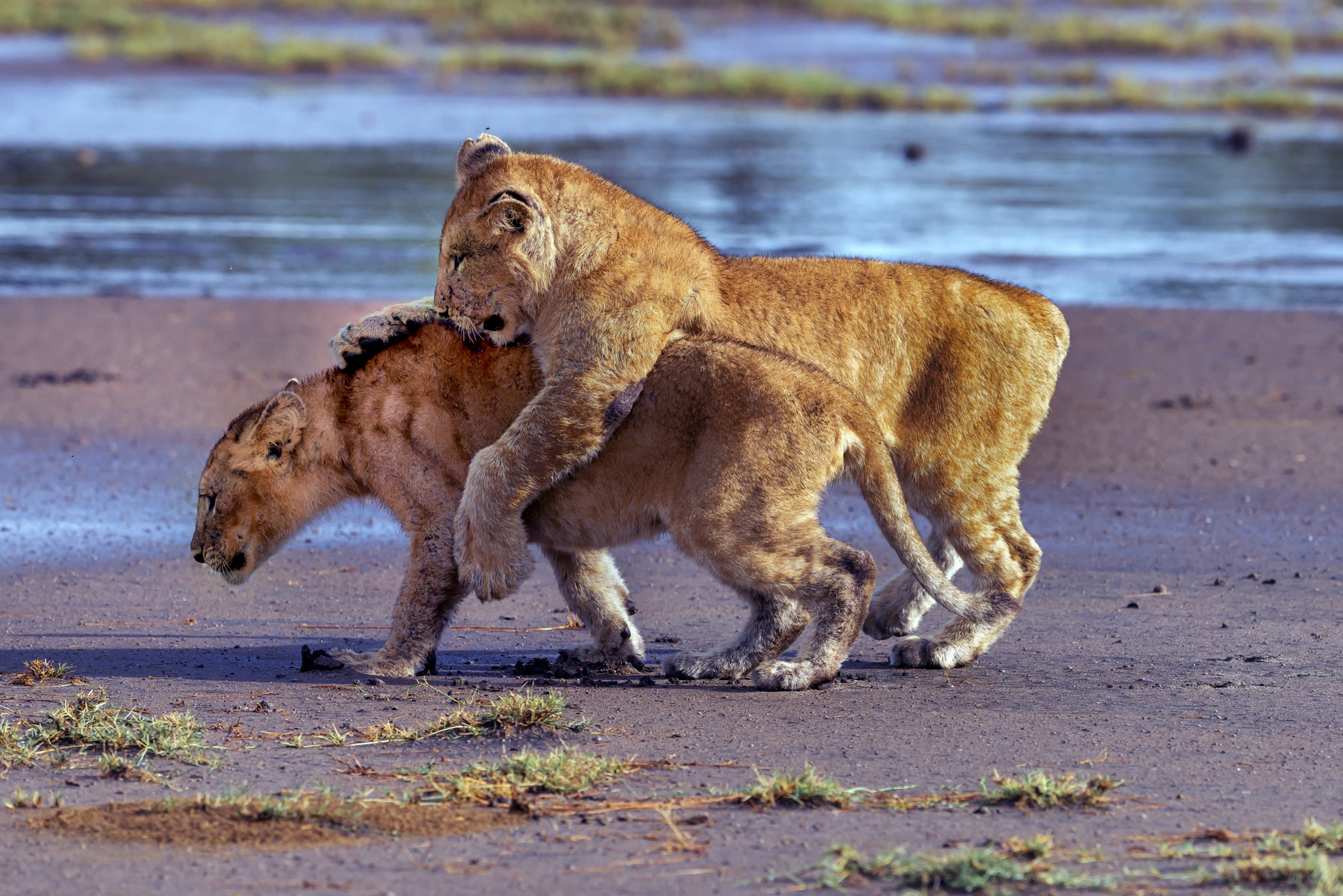 Tanzania 2016 - Cuccioli