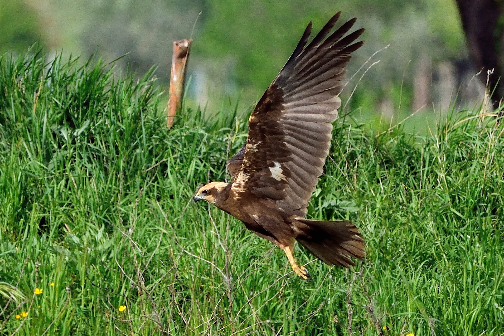 Marsh harrier