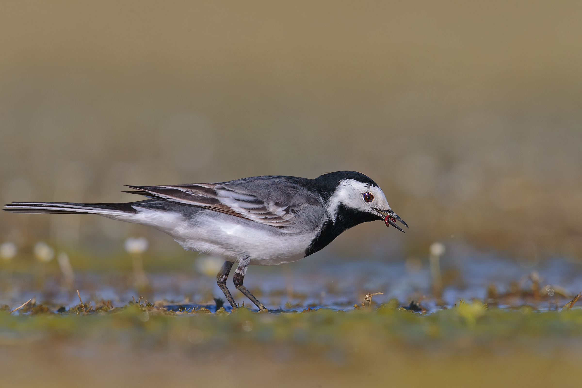 Buttercups and dancers!