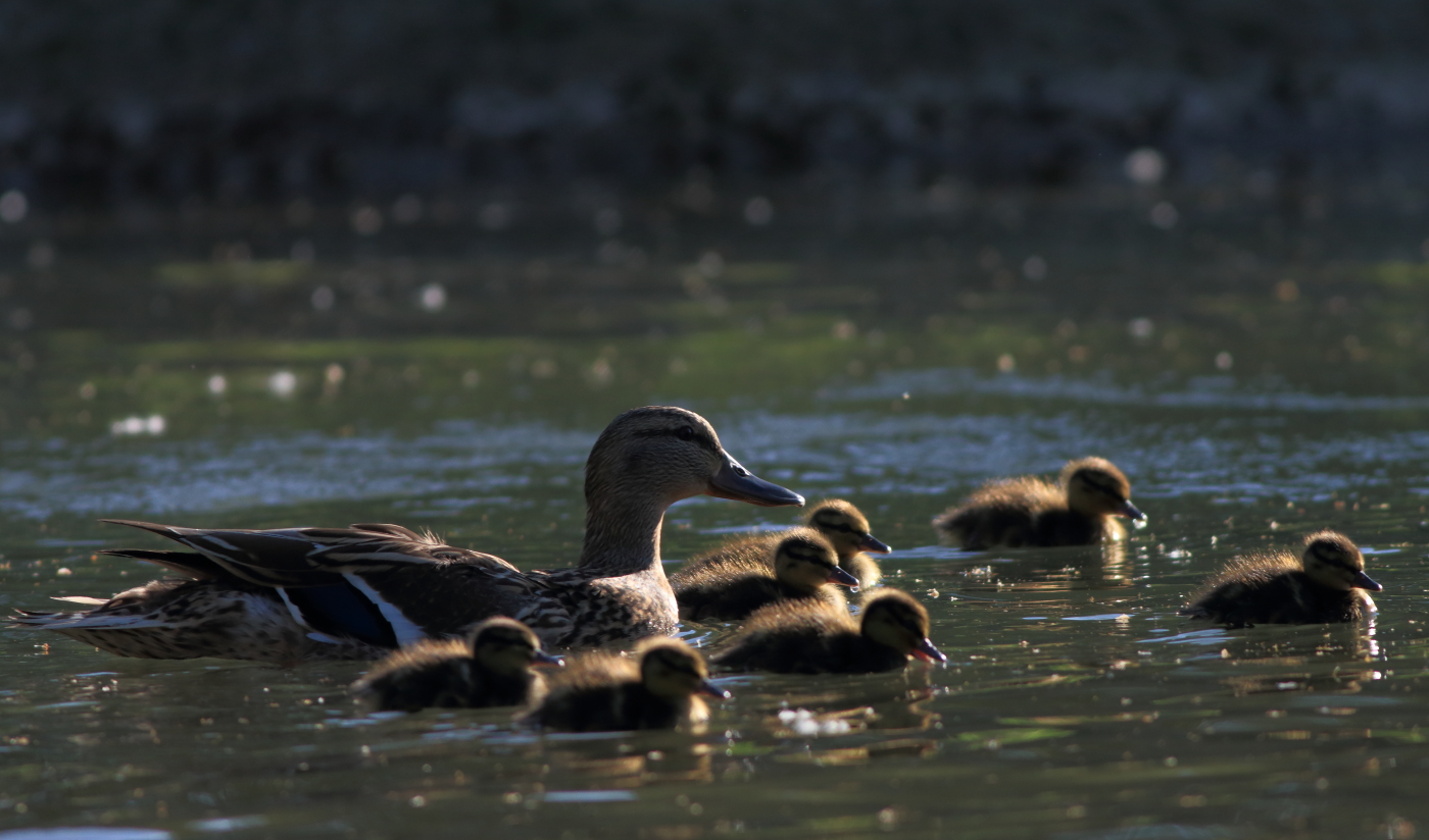 The little family. .