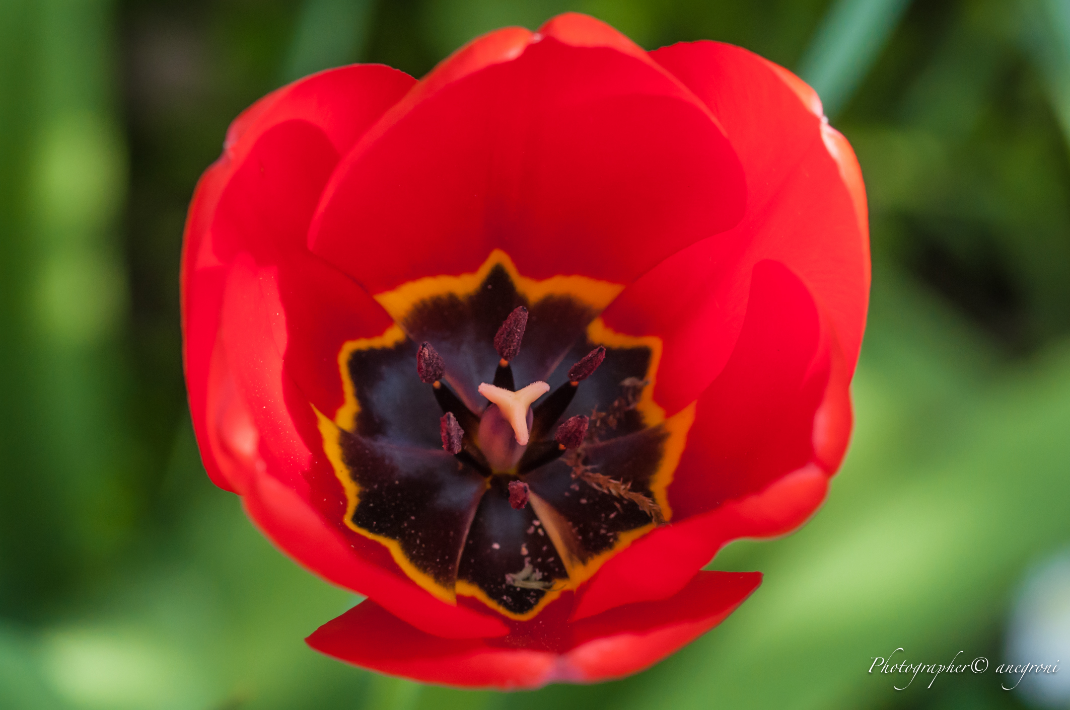 Tulipano rosso