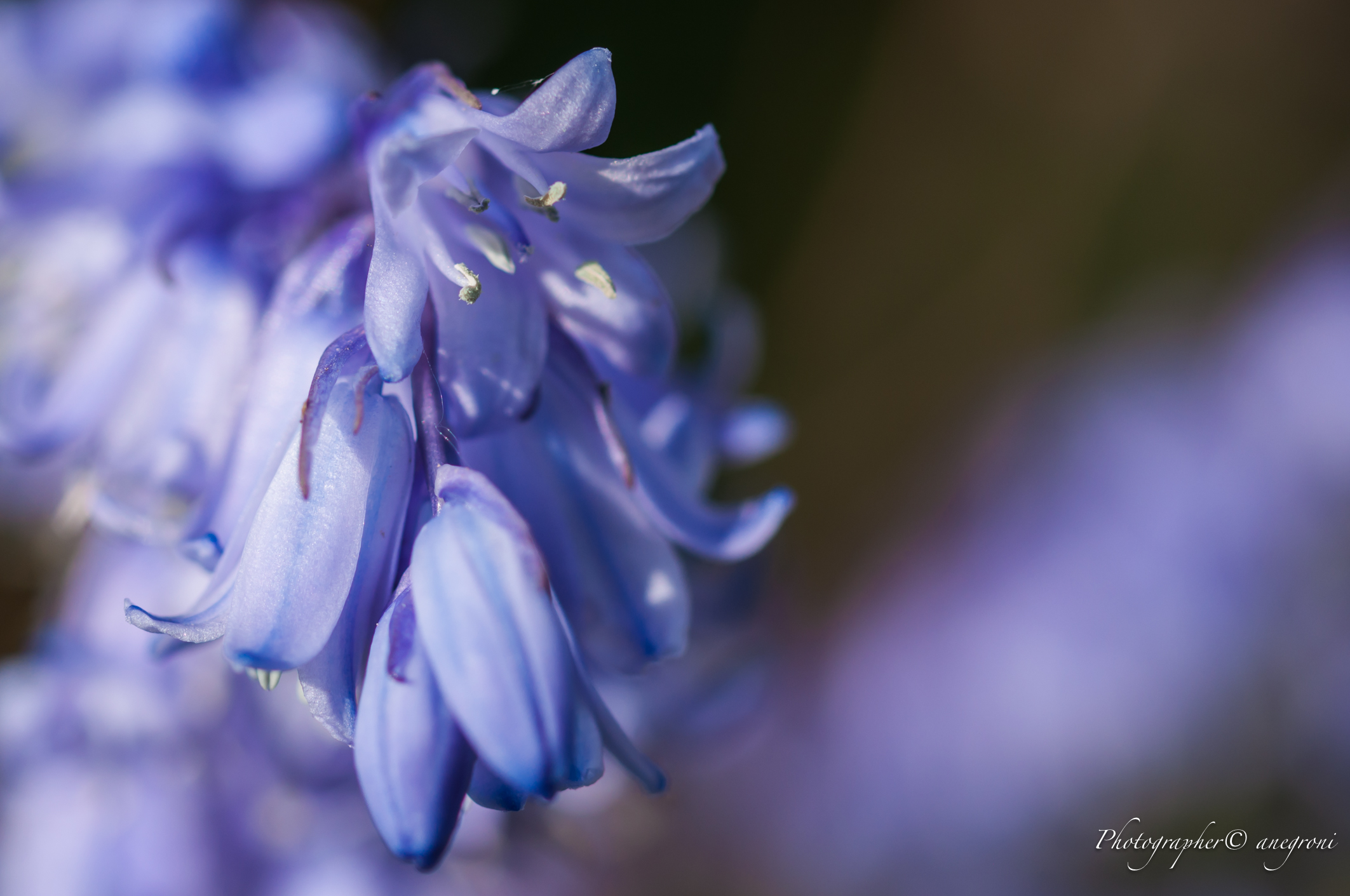 Hyacinth