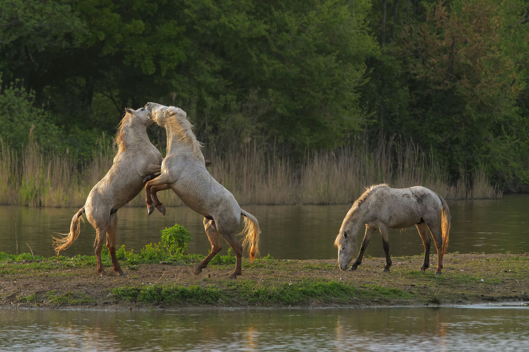 Horses of Camargue.