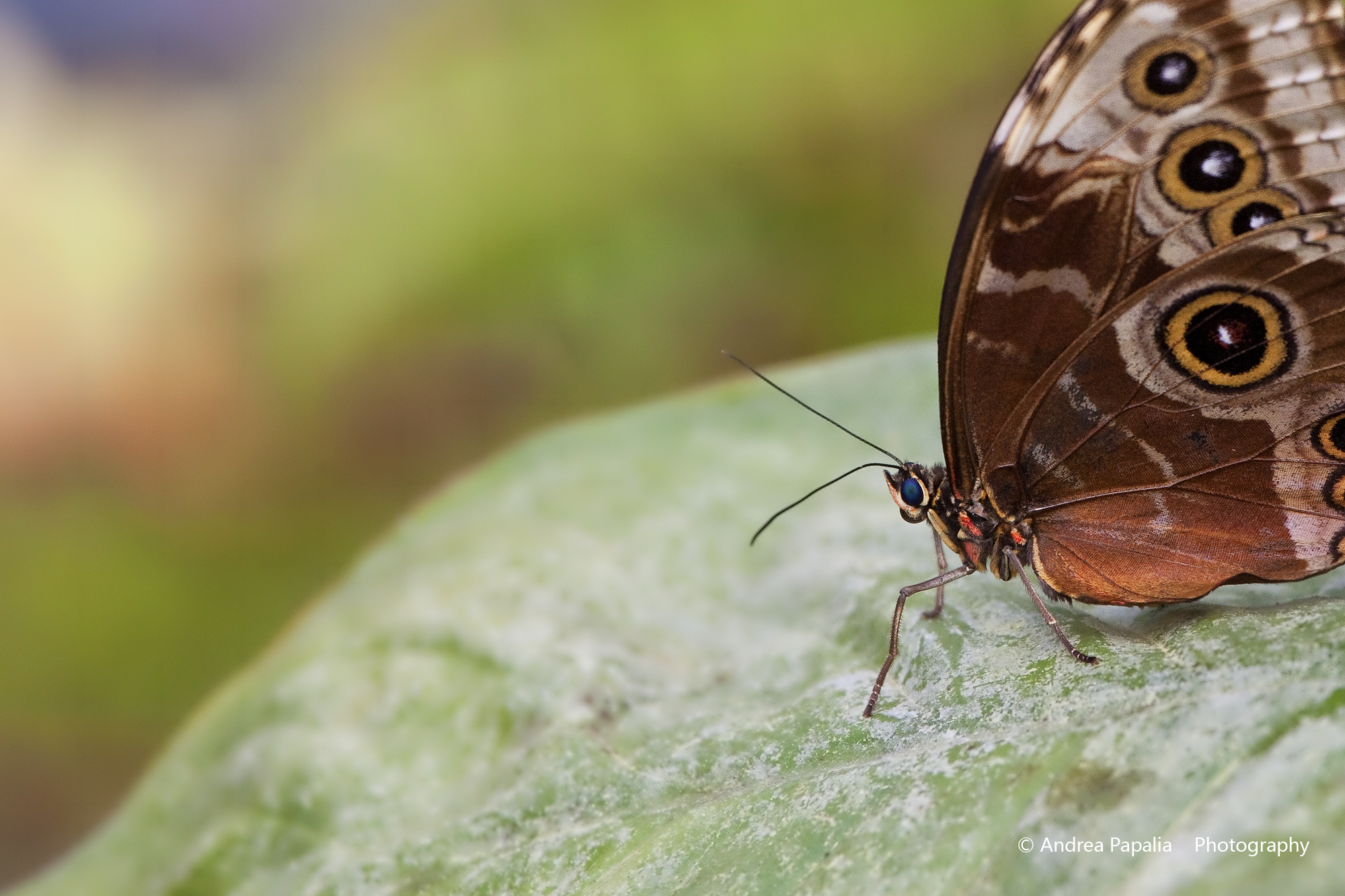 Il fascino degli occhi azzurri