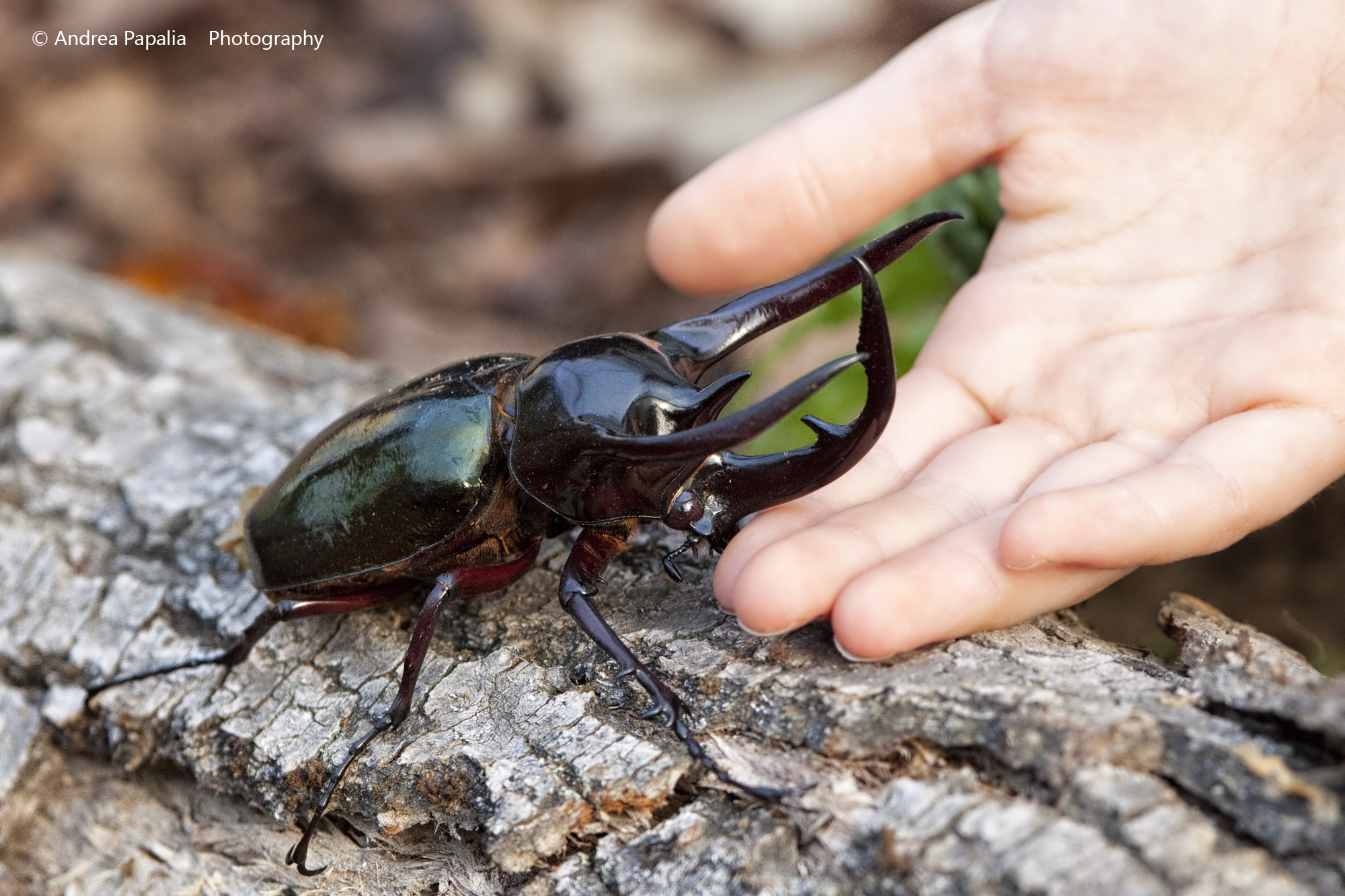 Scarabeo rinoceronte