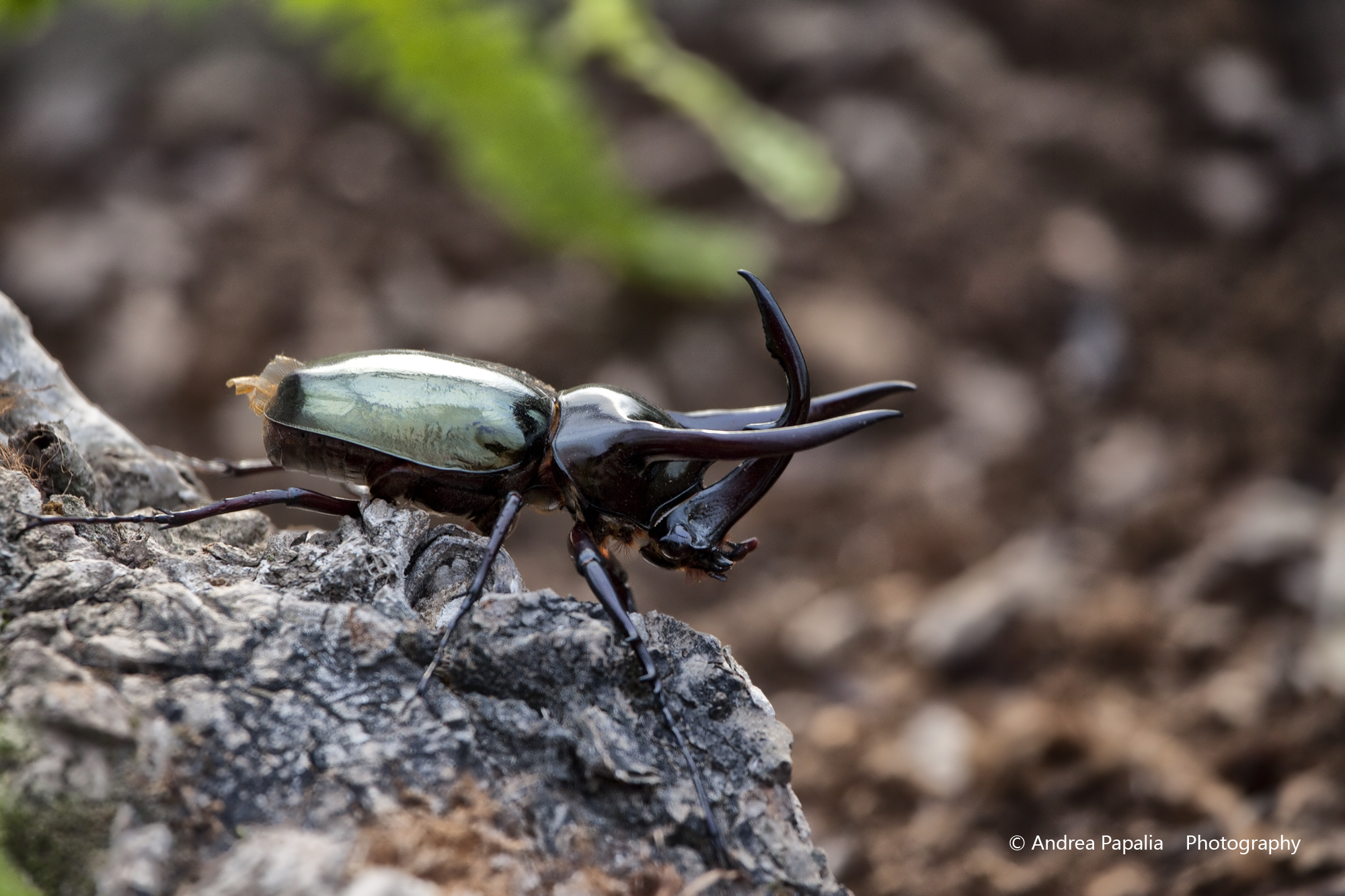 Scarabeo rinoceronte