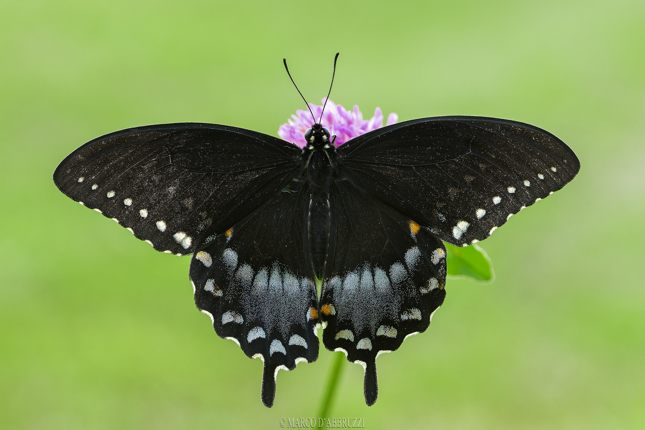 Papilio Troilus