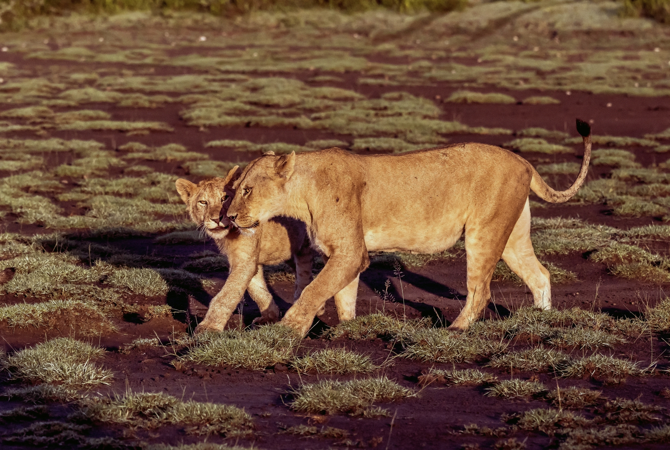 Tanzania 2016 - Affetto