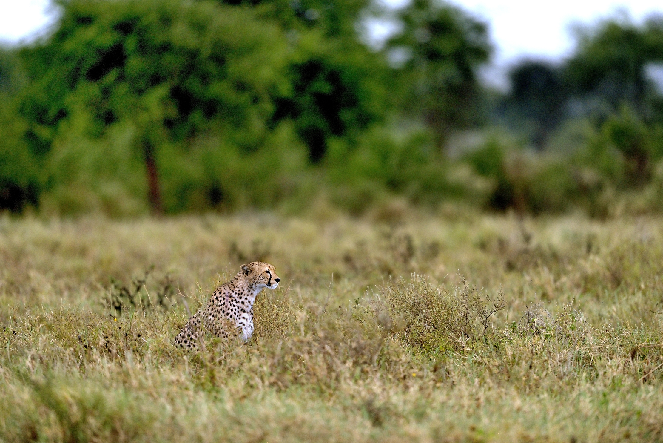 Tanzania 2016 - Nella savana