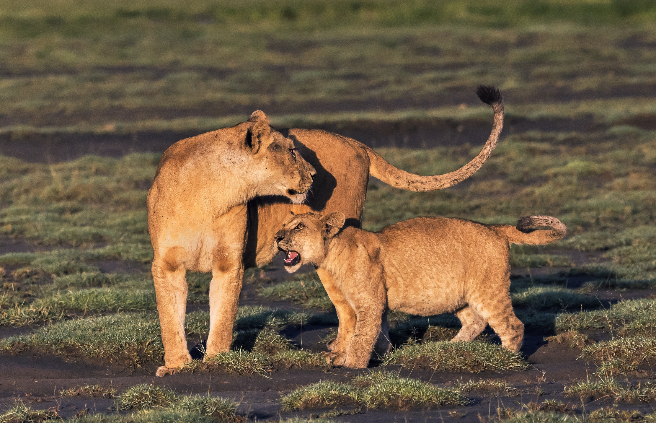 Tanzania 2016 - Dialoghi