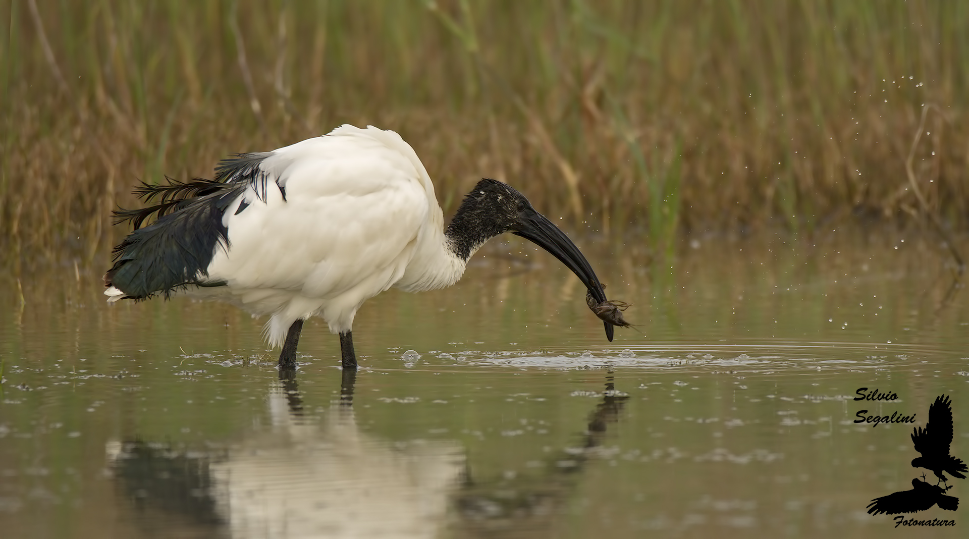 Ibis in caccia