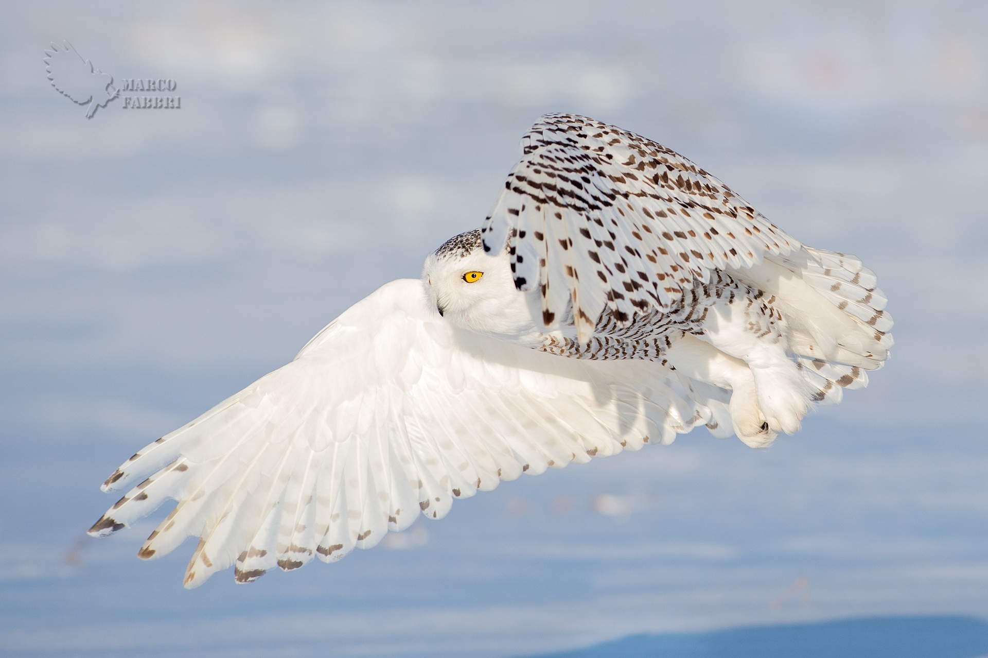 Snowy Owl